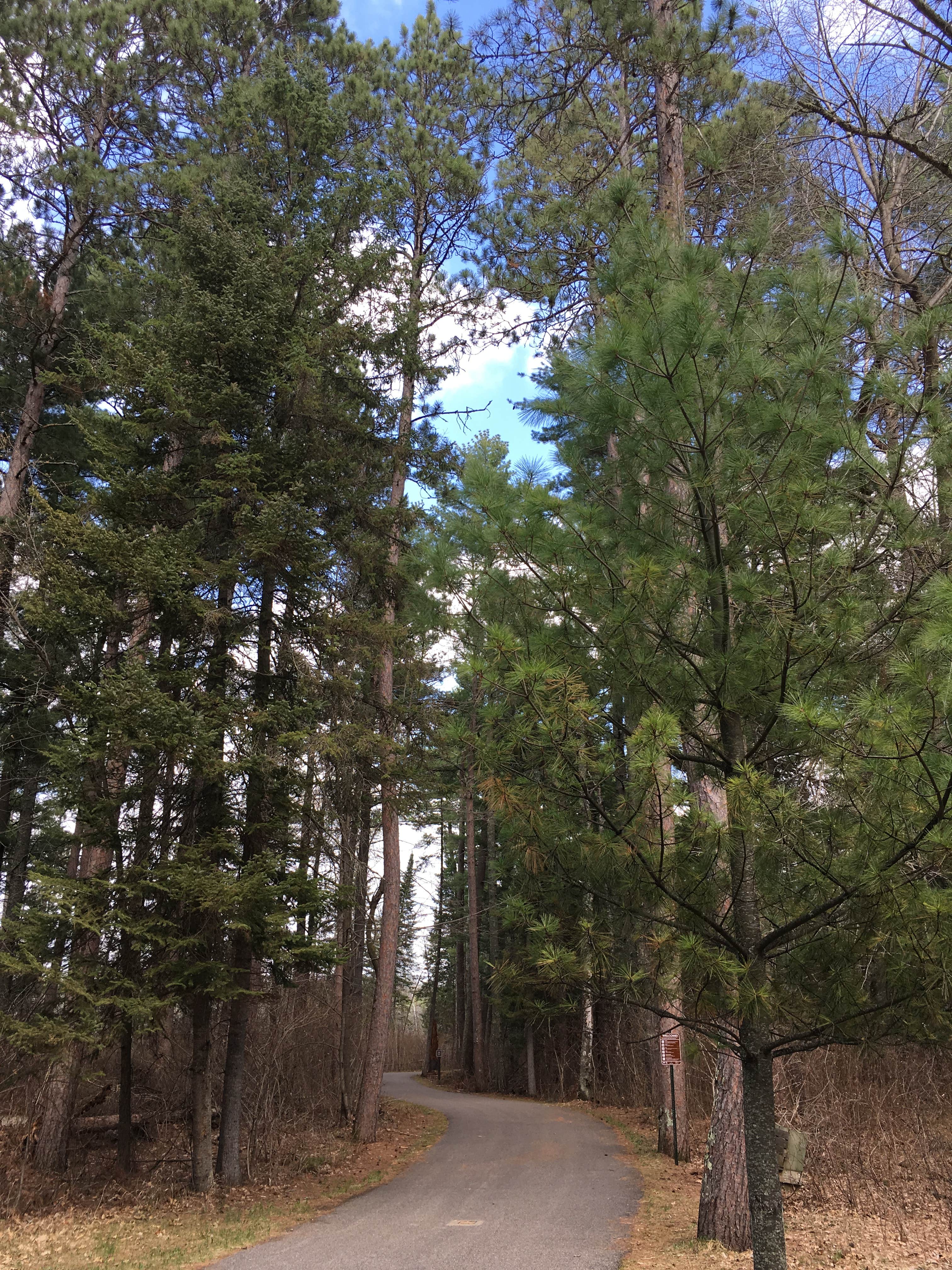 Camper submitted image from Lake Bemidji State Park Campground - 5