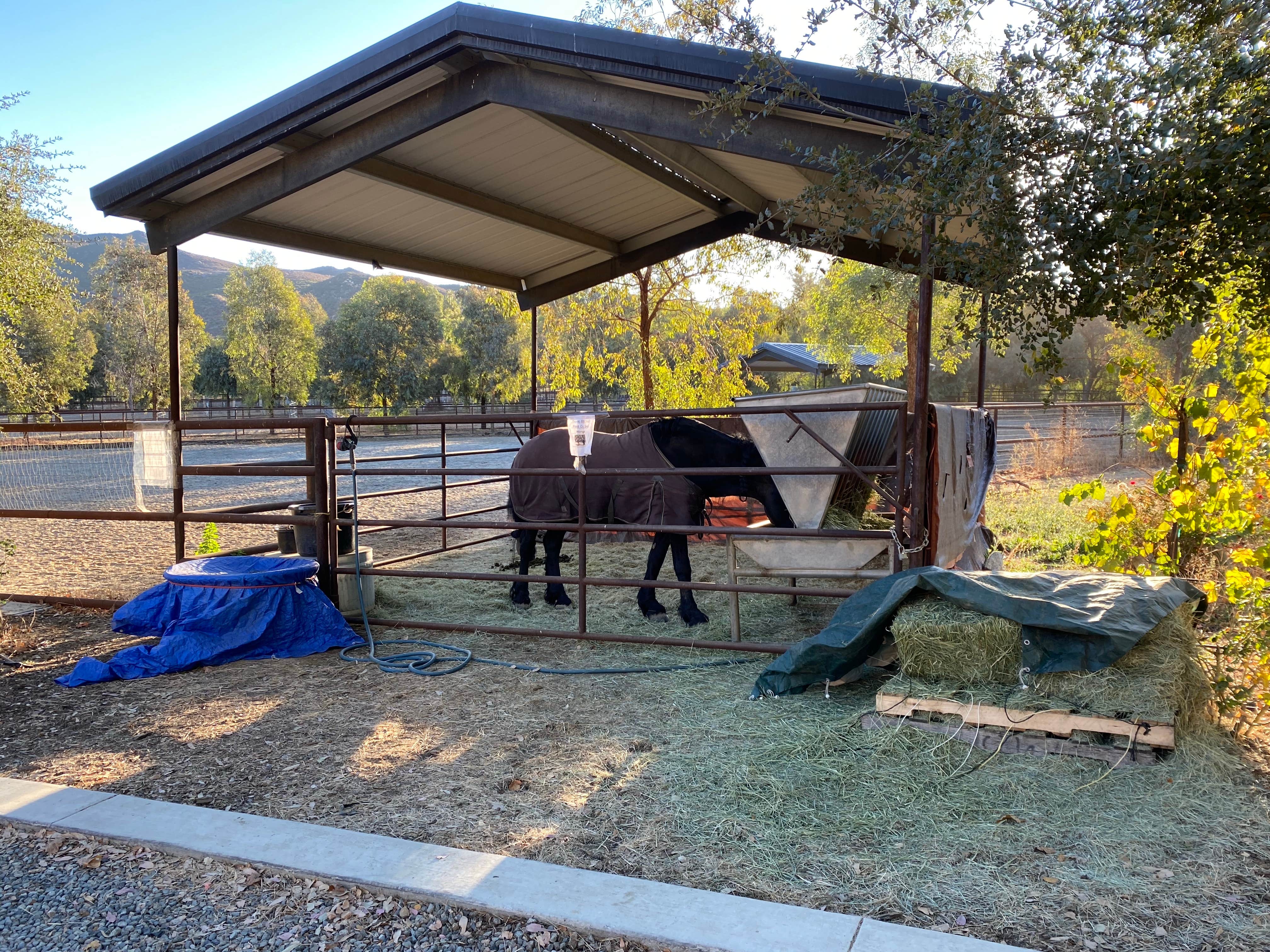 MomentoMori C.'s photo of camping with a horse at Sweet Oaks Winery - Temporarily Closed near Ranchita, CA