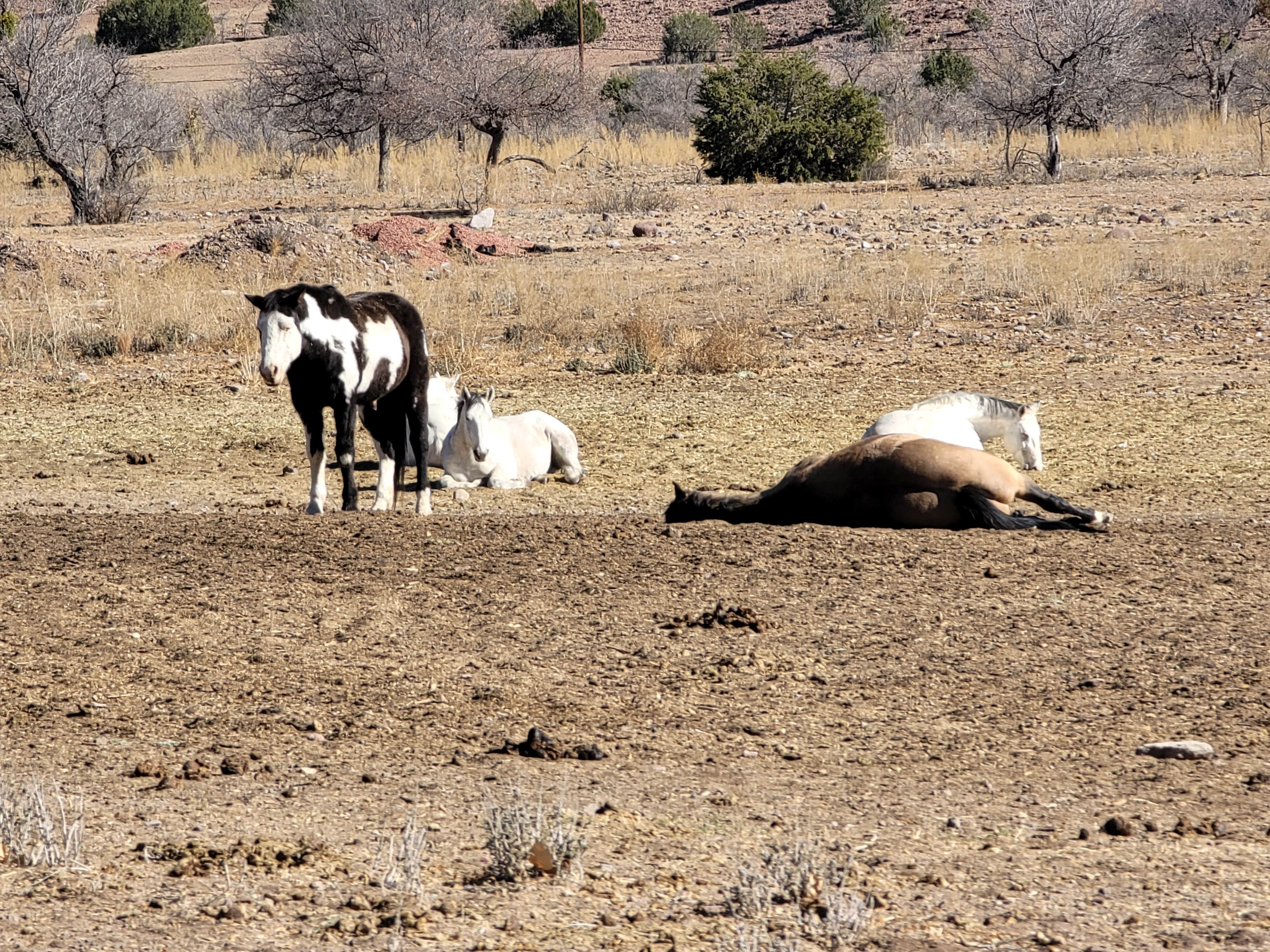 Camper-submitted photo at Historic Prude Ranch near Balmorhea, TX