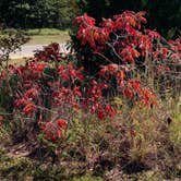 Review photo of Dogwood Drive - Lake Eufaula State Park by Jeff R., November 30, 2020