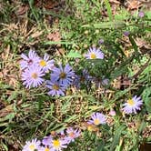 Review photo of Dogwood Drive - Lake Eufaula State Park by Jeff R., November 30, 2020