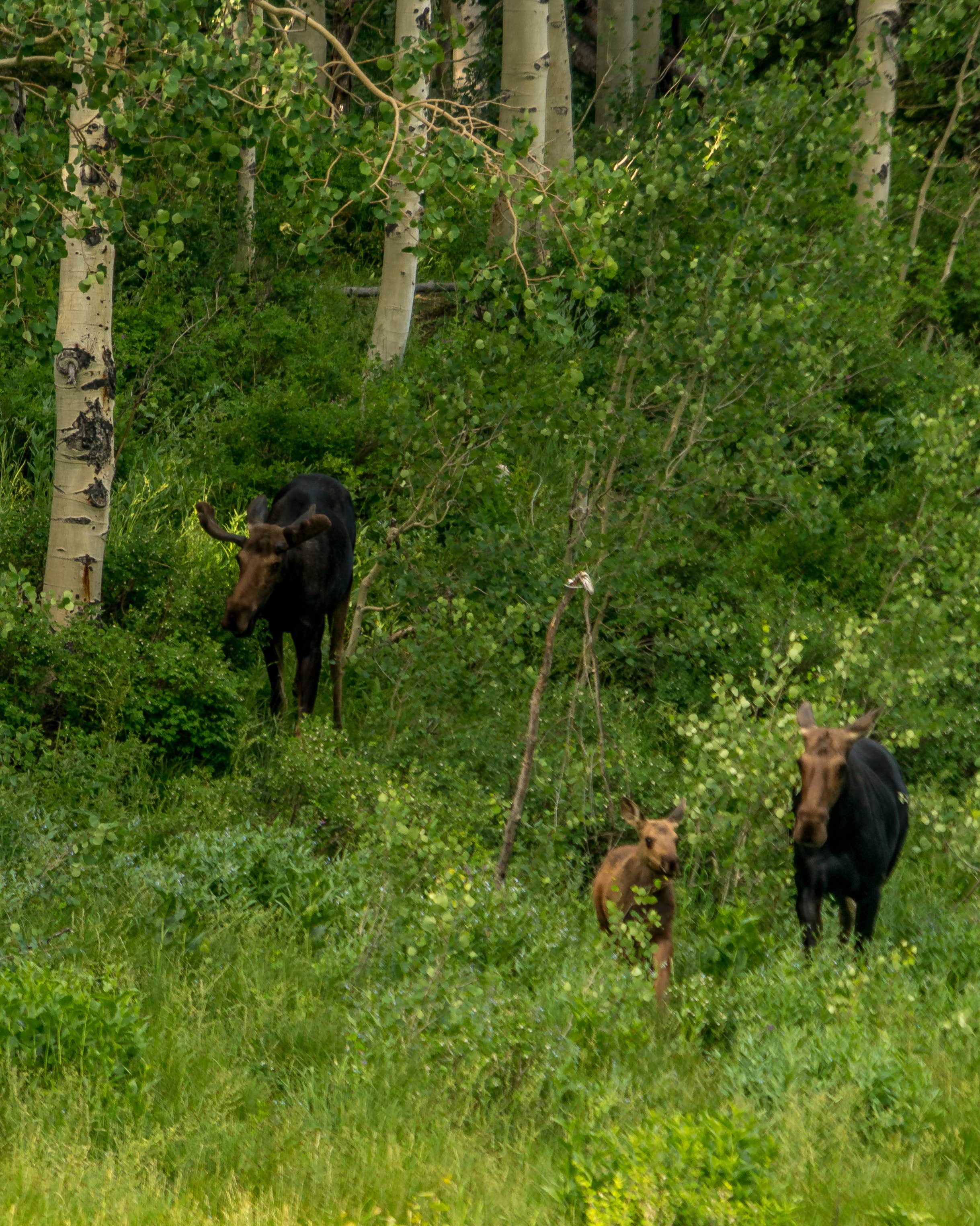Animals