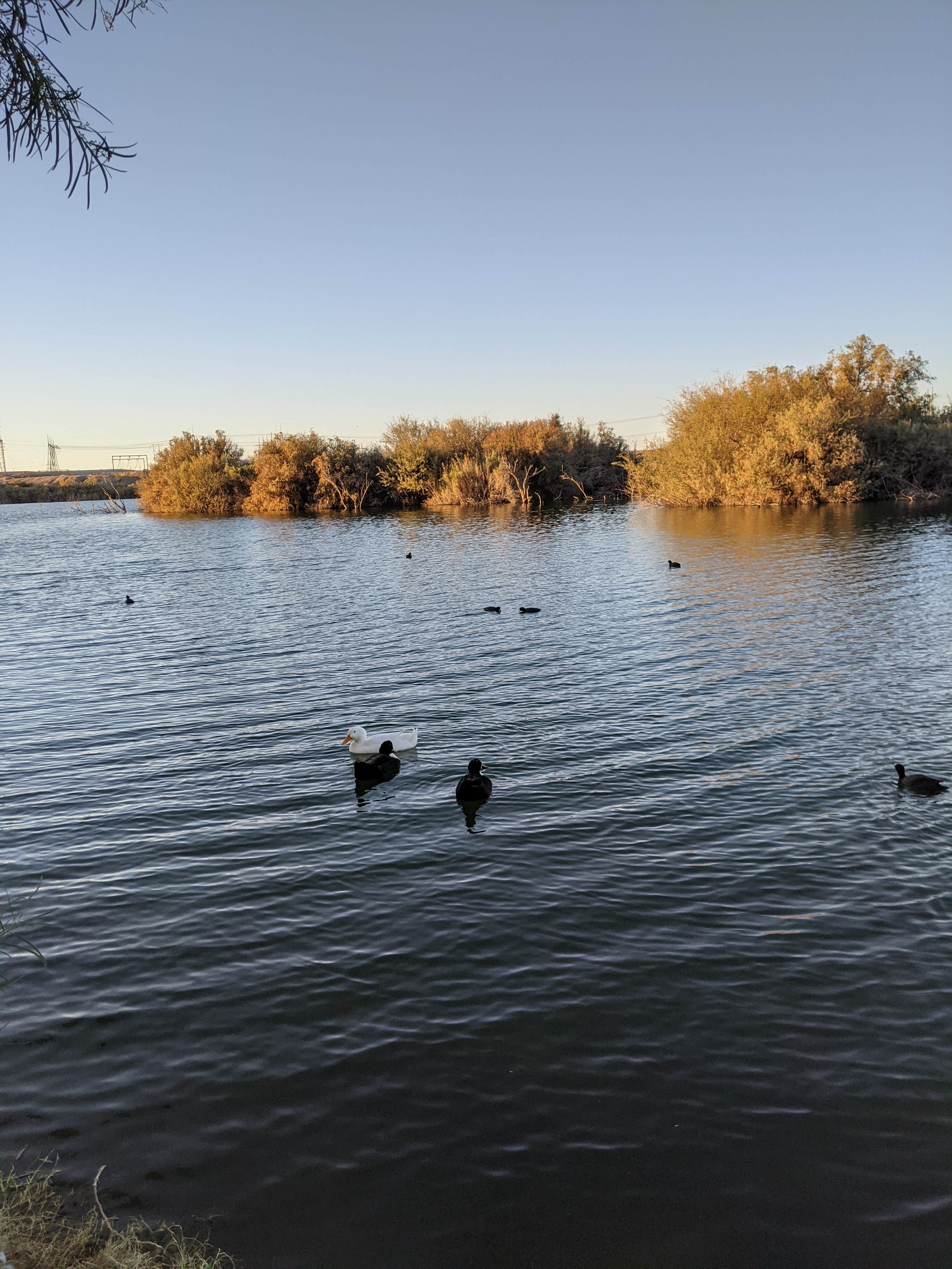 Camper-submitted photo at Yuma Lakes RV Resort near Cibola, AZ