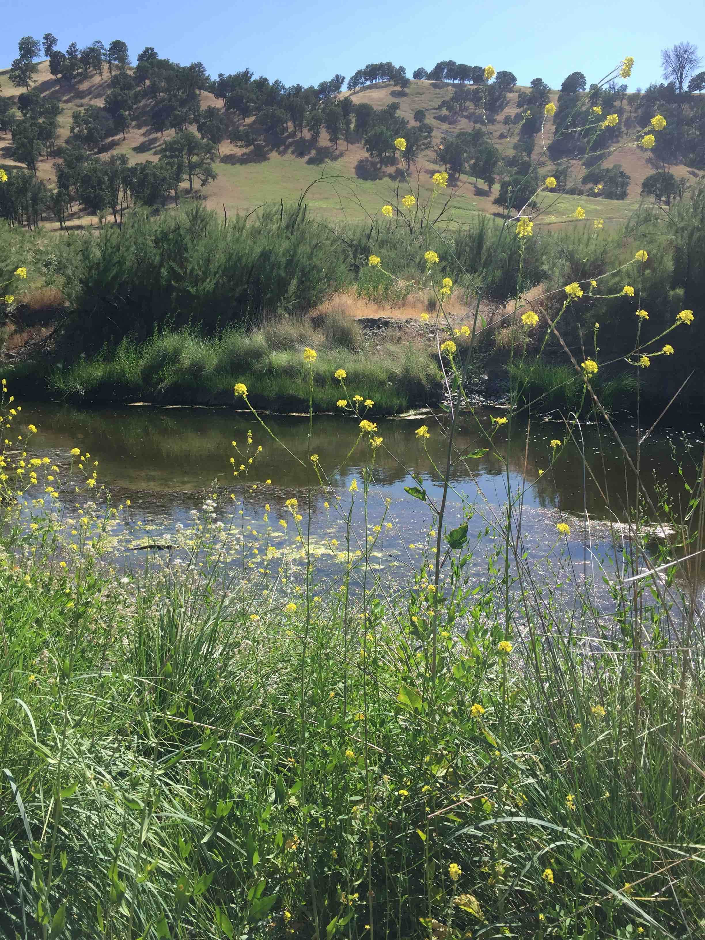 Camper-submitted photo at Cache Creek Regional Park Campground near Williams, CA