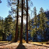 Review photo of Apache National Forest Aspen Forest Camp by Jose R., November 30, 2020