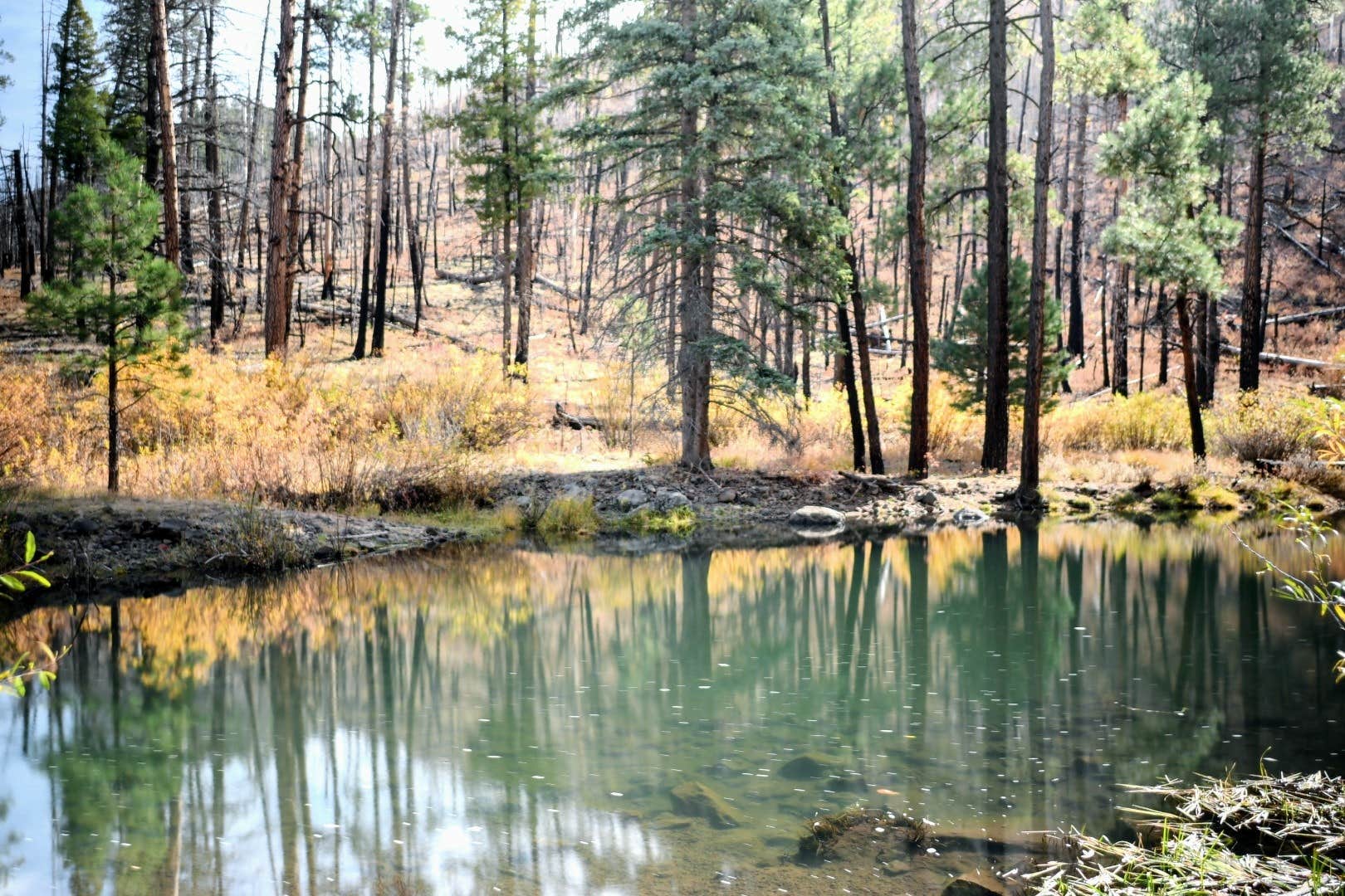 Camper submitted image from Aspen Campground - 4