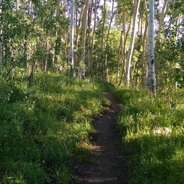 Lakeview Campground Camping The Dyrt