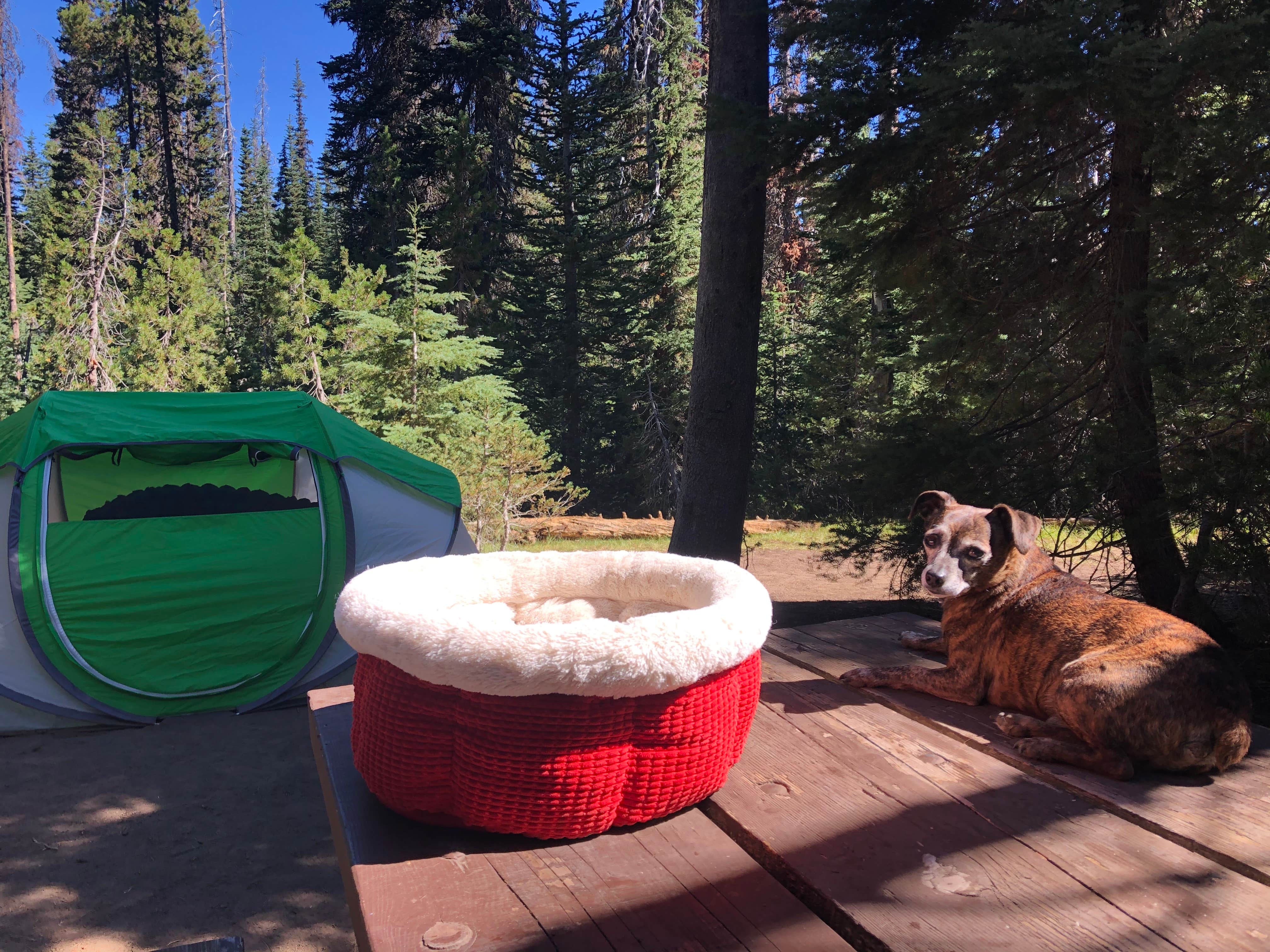 Alicia F.'s photo at Mazama Village Campground — Crater Lake National Park near Crater Lake National Park