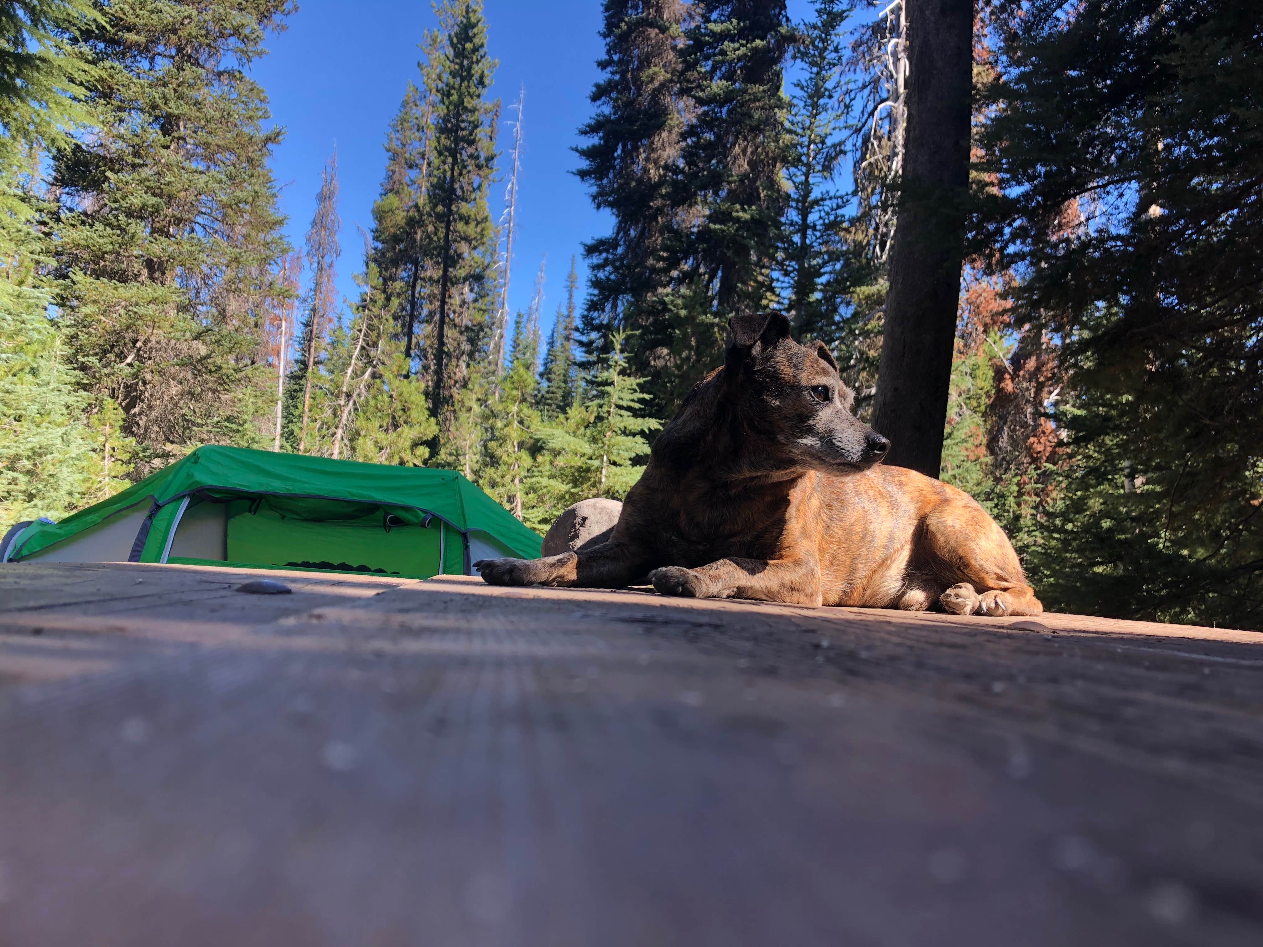 Alicia F.'s photo at Mazama Village Campground — Crater Lake National Park near Prospect, OR