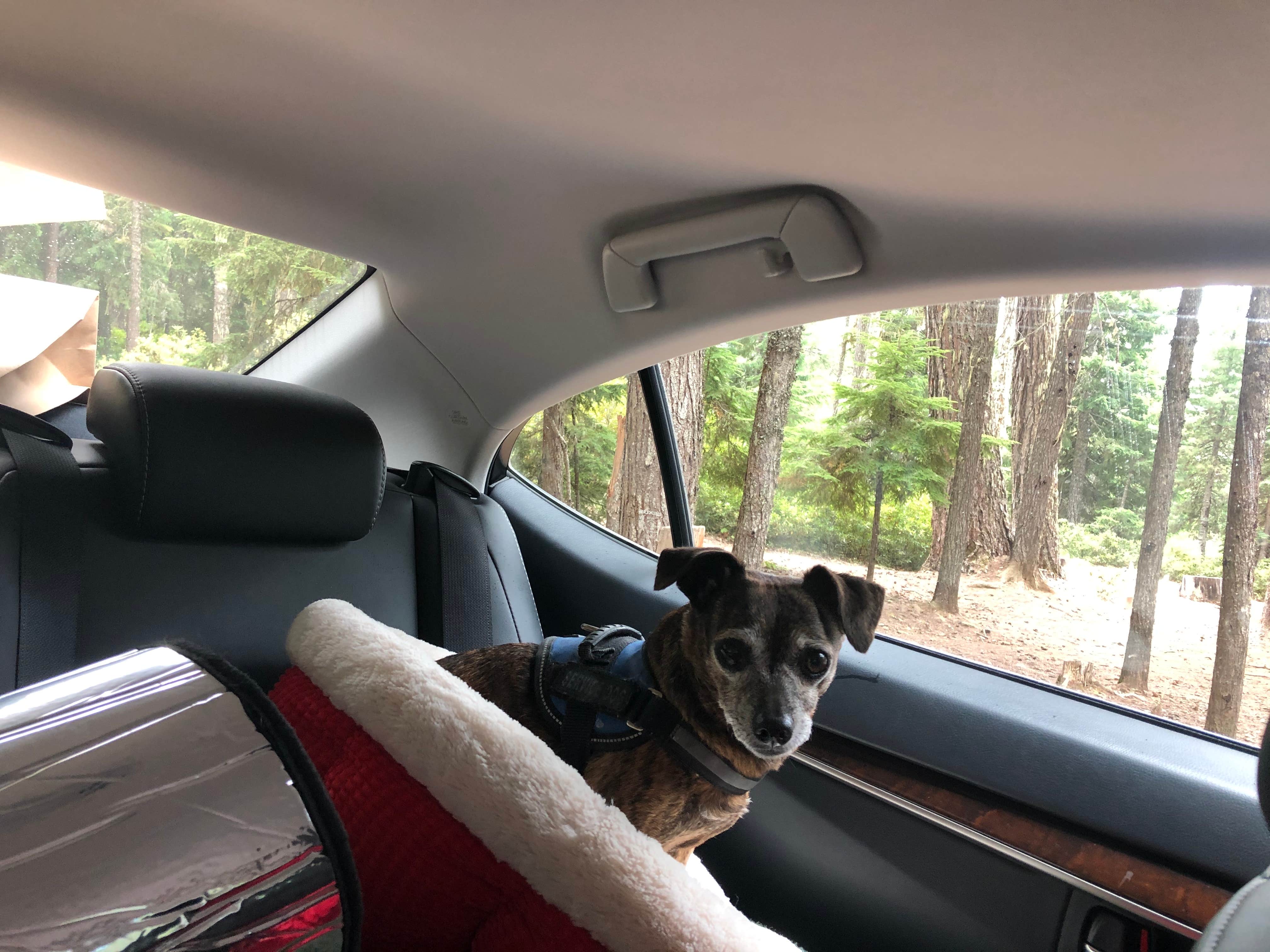 Alicia F.'s photo of camping with pets at Clear Lake Campground near Welches, OR