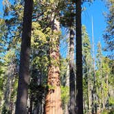 Review photo of Sierra National Forest Summerdale Campground by Manny R., November 27, 2020