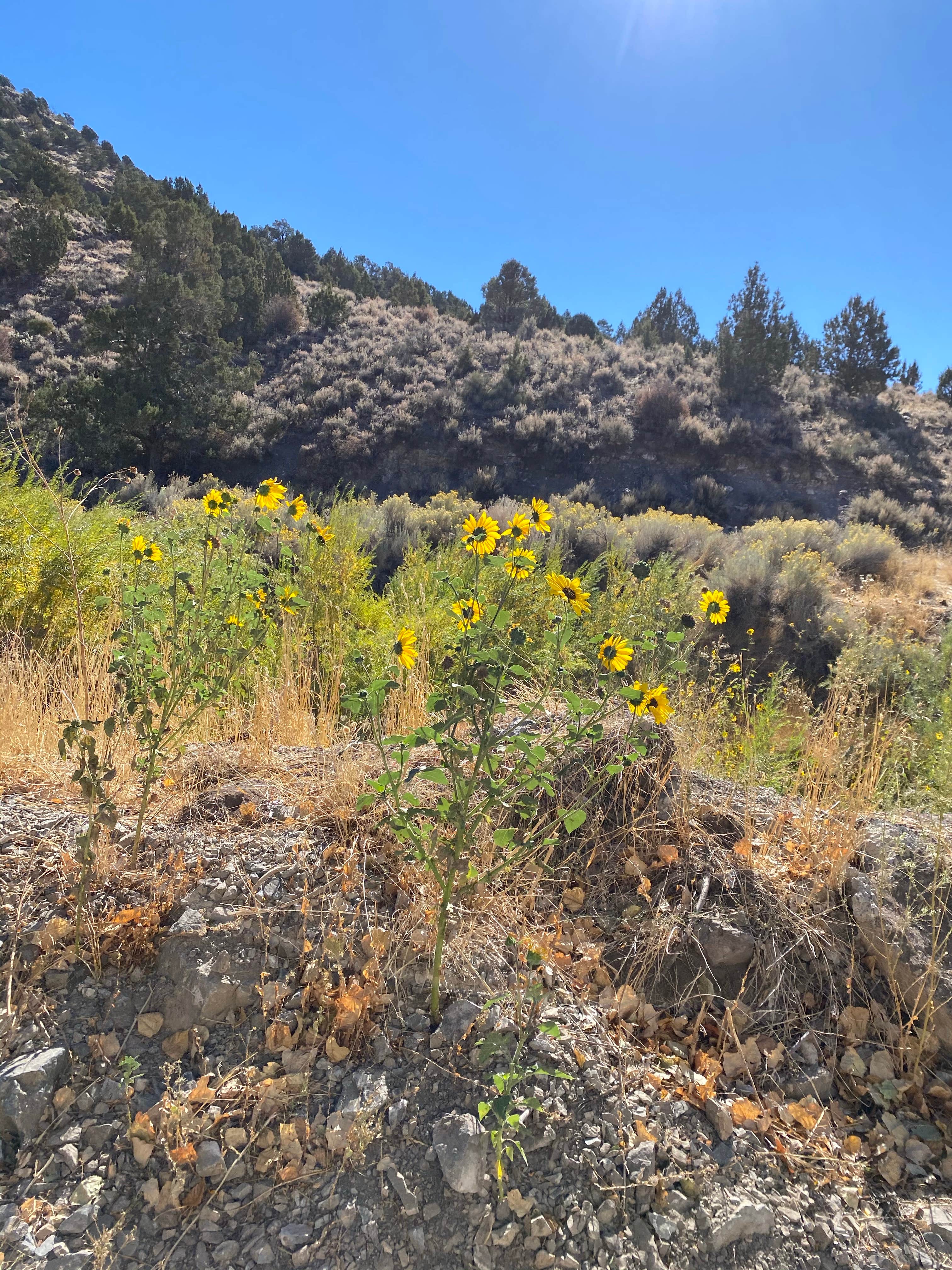 Camper-submitted photo at Meadow Valley Campground near Panaca, NV