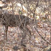 Review photo of Kirch Flat Group Campground — Sierra National Forest by Manny R., December 1, 2020