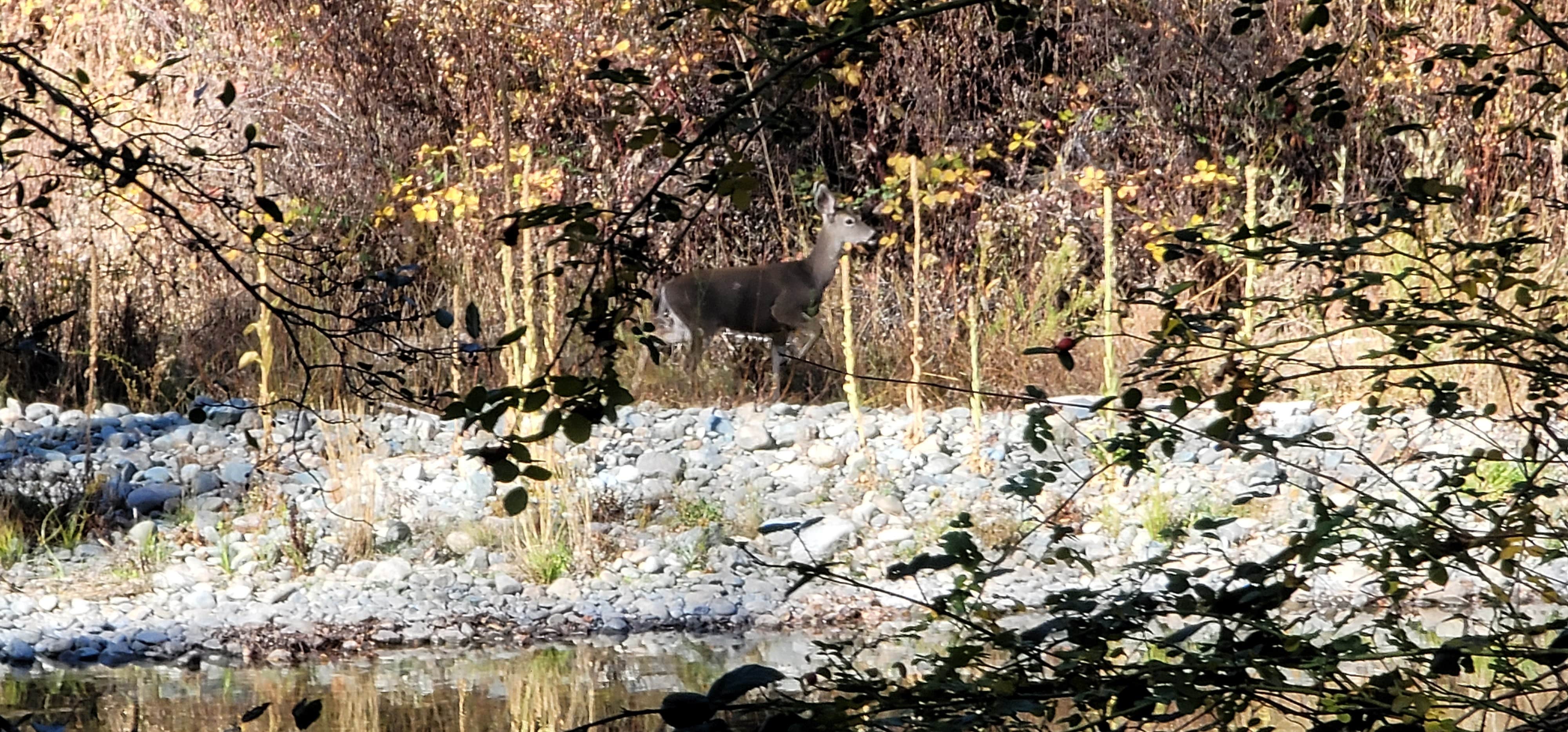 Camper-submitted photo at Steel Bridge Campground near Douglas City, CA