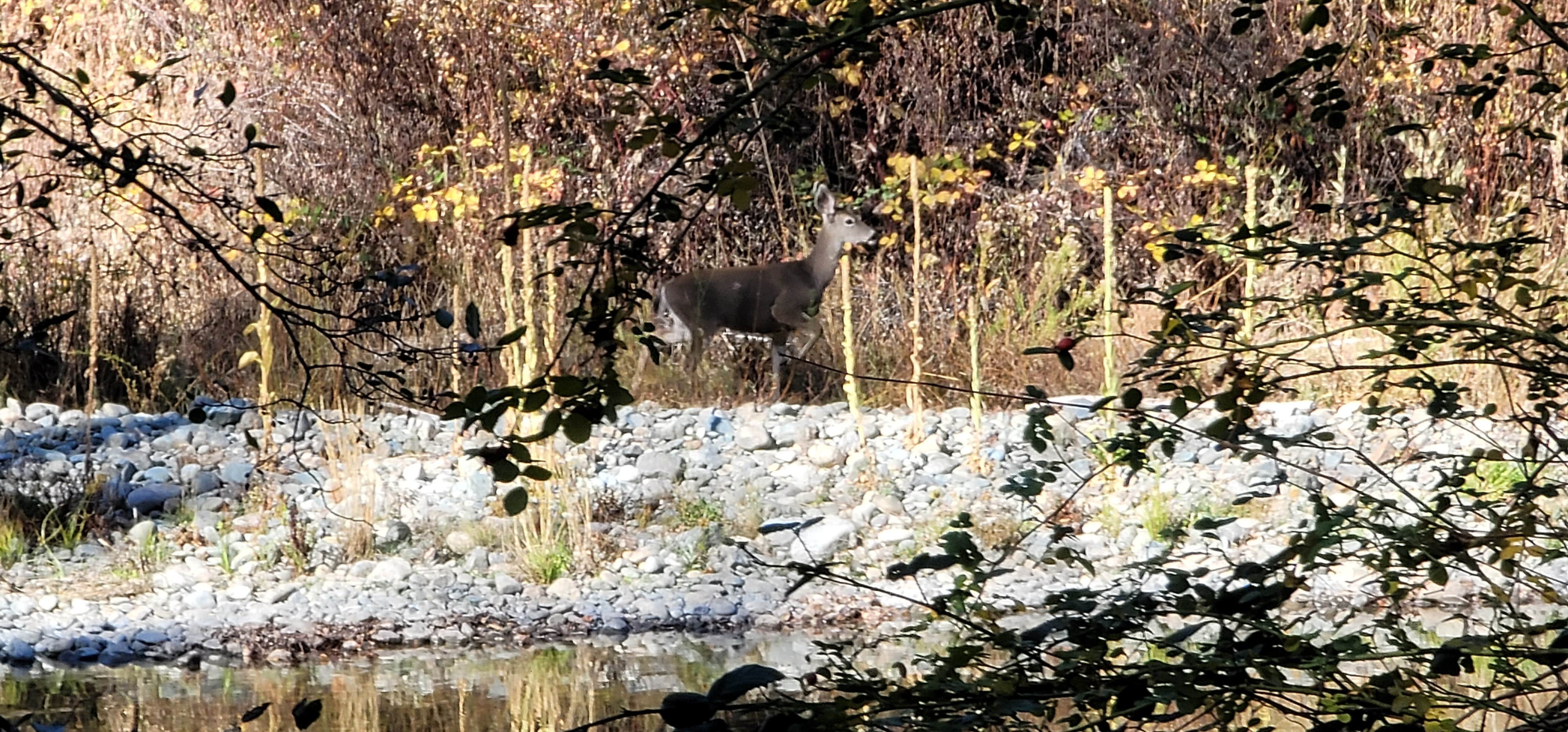 Camper submitted image from Steel Bridge Campground - 4