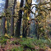 Review photo of Graves Creek Campground — Olympic National Park by Sarah S., December 1, 2020