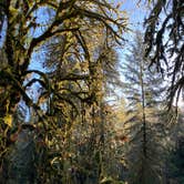 Review photo of Graves Creek Campground — Olympic National Park by Sarah S., December 1, 2020