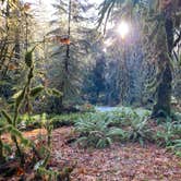 Review photo of Graves Creek Campground — Olympic National Park by Sarah S., December 1, 2020