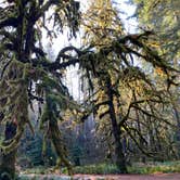 Review photo of Graves Creek Campground — Olympic National Park by Sarah S., December 1, 2020