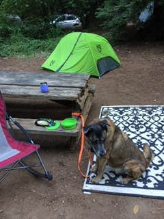 Maureen F.'s photo of camping with pets at Samuel P. Taylor State Park Campground near Golden Gate National Recreation Area