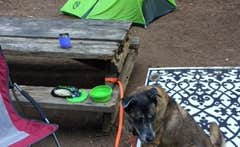Maureen F.'s photo of camping with pets at Samuel P. Taylor State Park Campground near Vineburg, CA