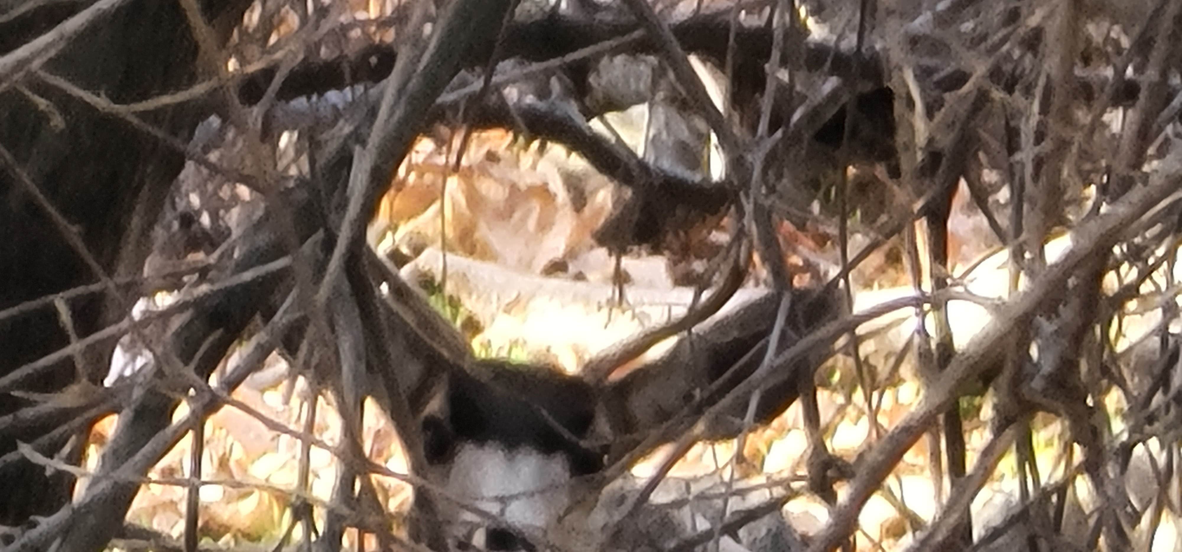 Camper-submitted photo at Kirch Flat Group Campground — Sierra National Forest near Dunlap, CA
