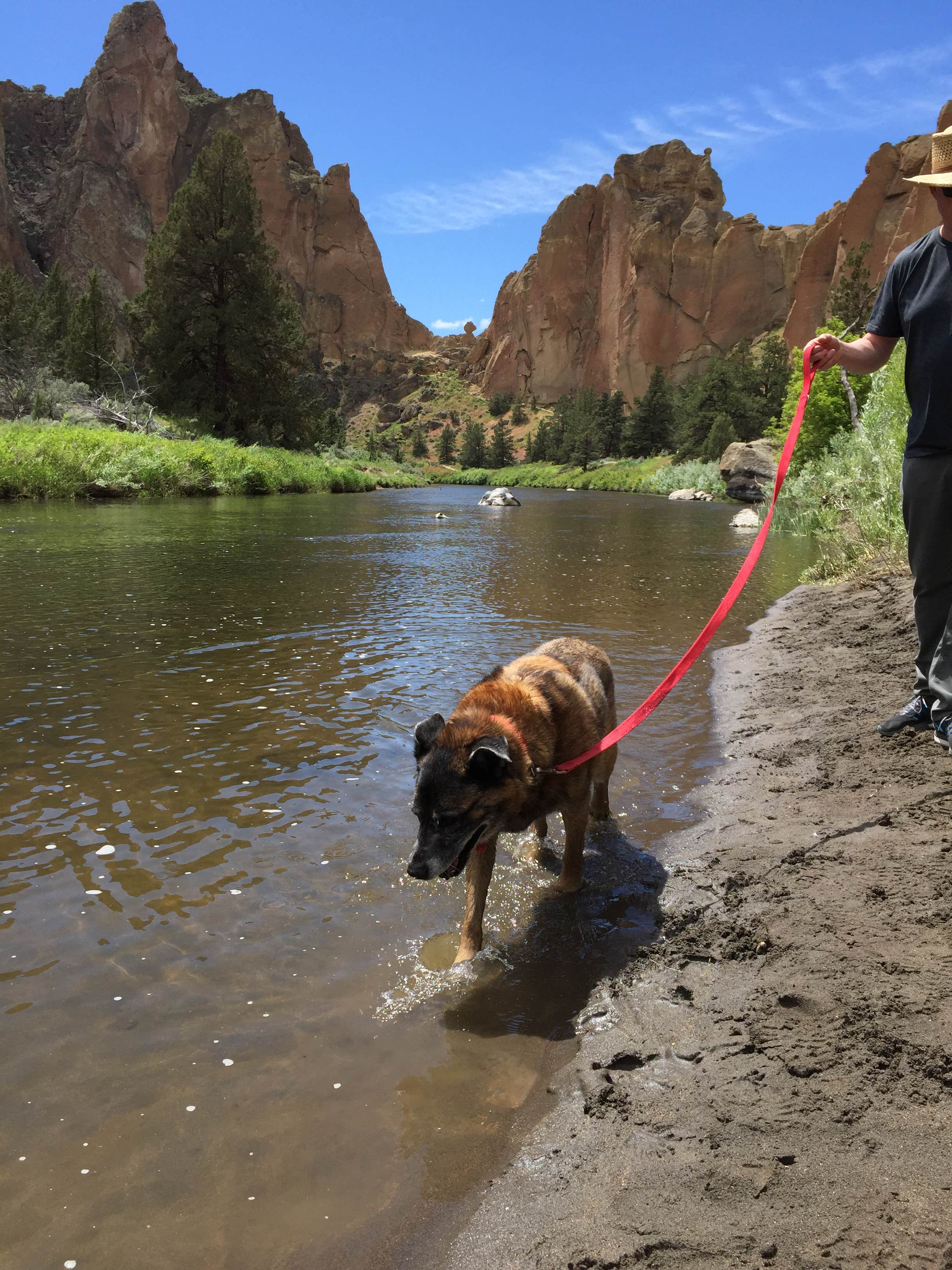 Maureen F.'s photo of camping with pets at Crown Villa RV Resort near Brothers, OR