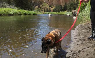 Maureen F.'s photo of camping with pets at Crown Villa RV Resort near Deschutes & Ochoco National Forests & Crooked River National Grassland