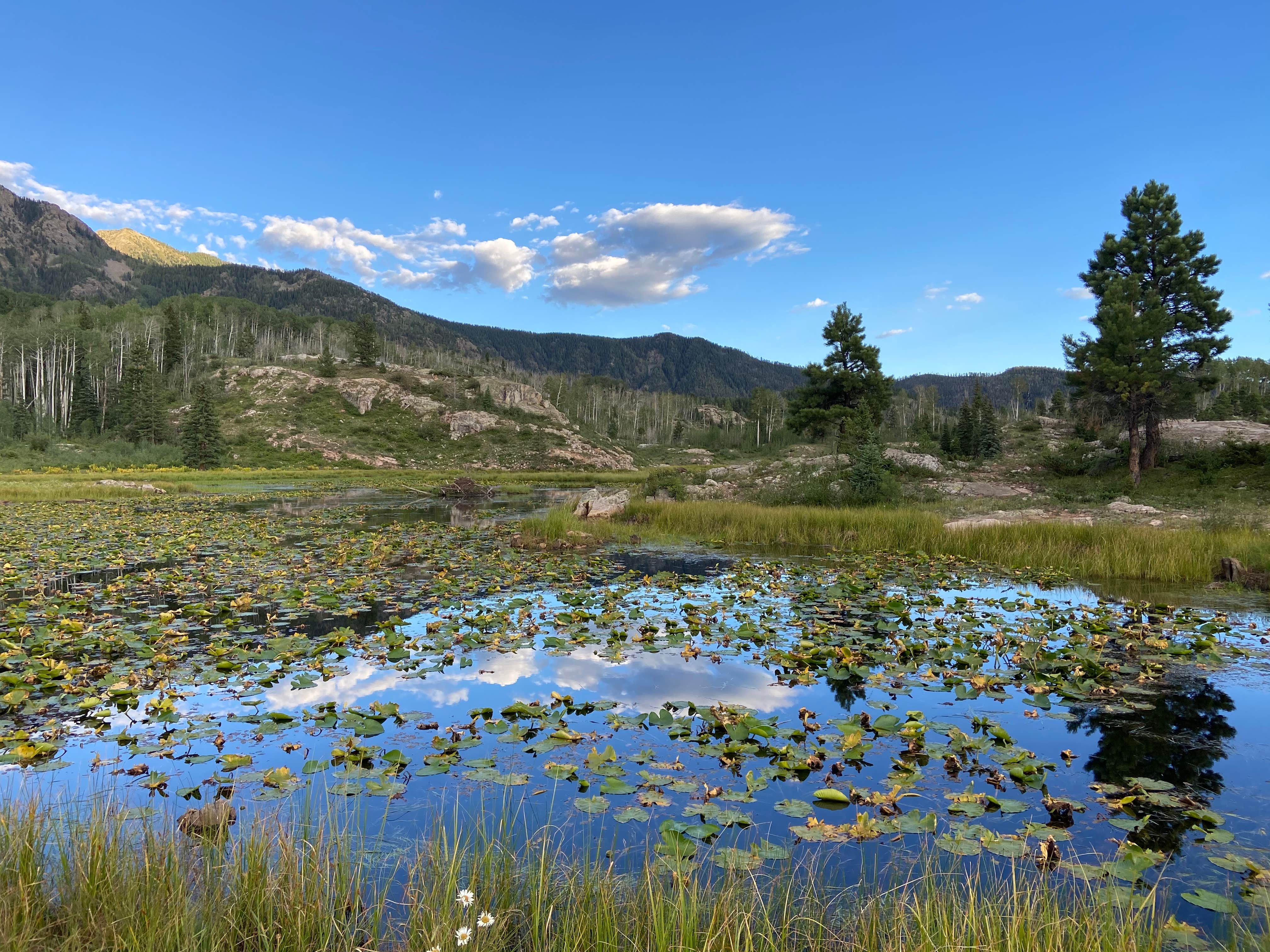 Camper submitted image from Old lime creek road beaver bond - 3