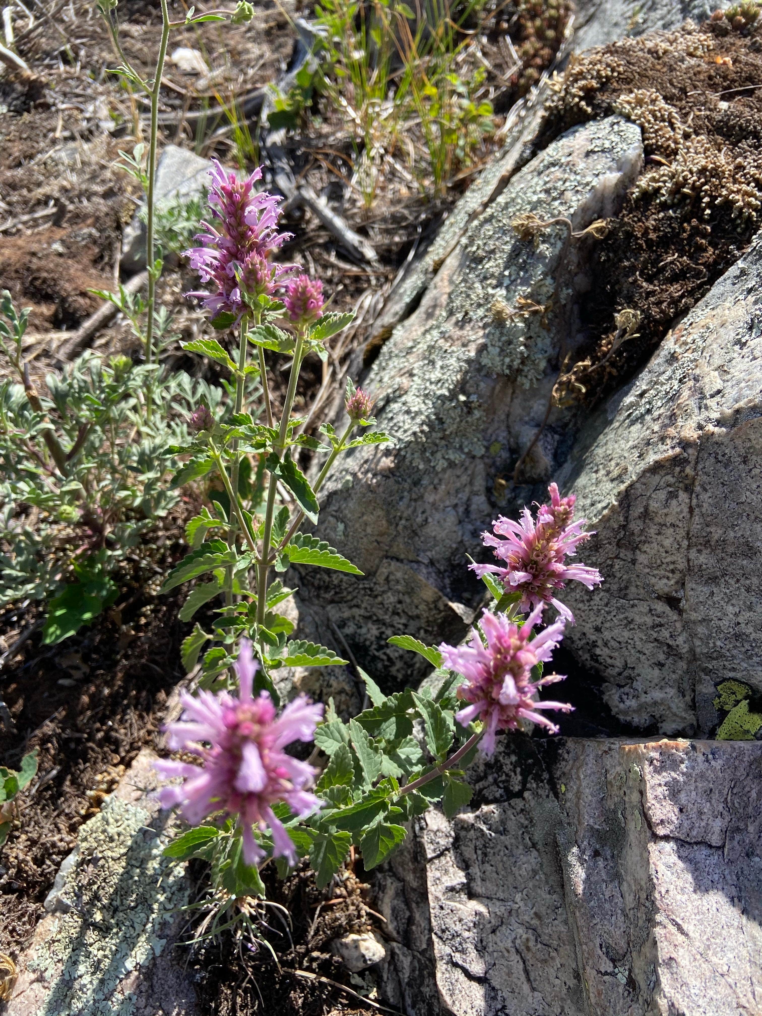Camper-submitted photo at Old lime creek road beaver bond near Purgatory, CO