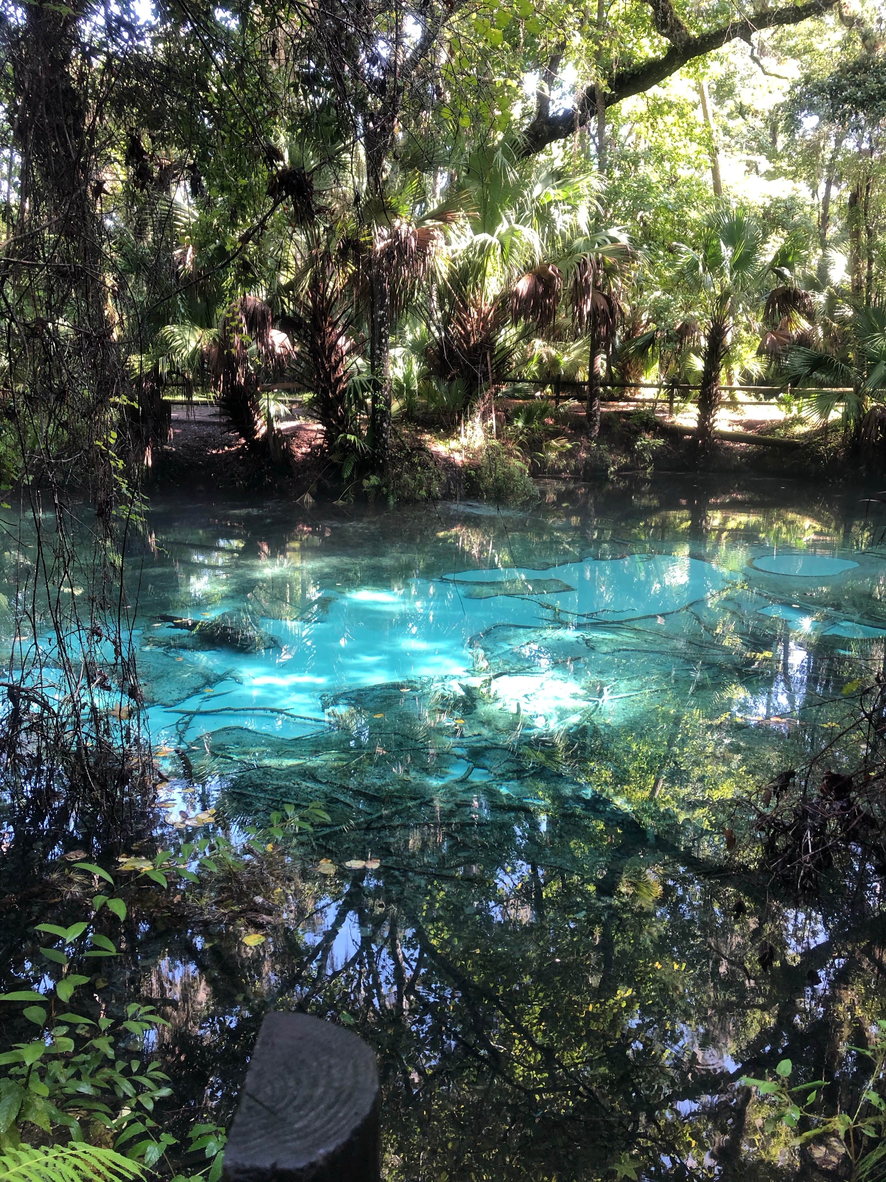 Camper-submitted photo at Juniper Springs Rec Area - Tropical Camp Area near Ocala National Forest