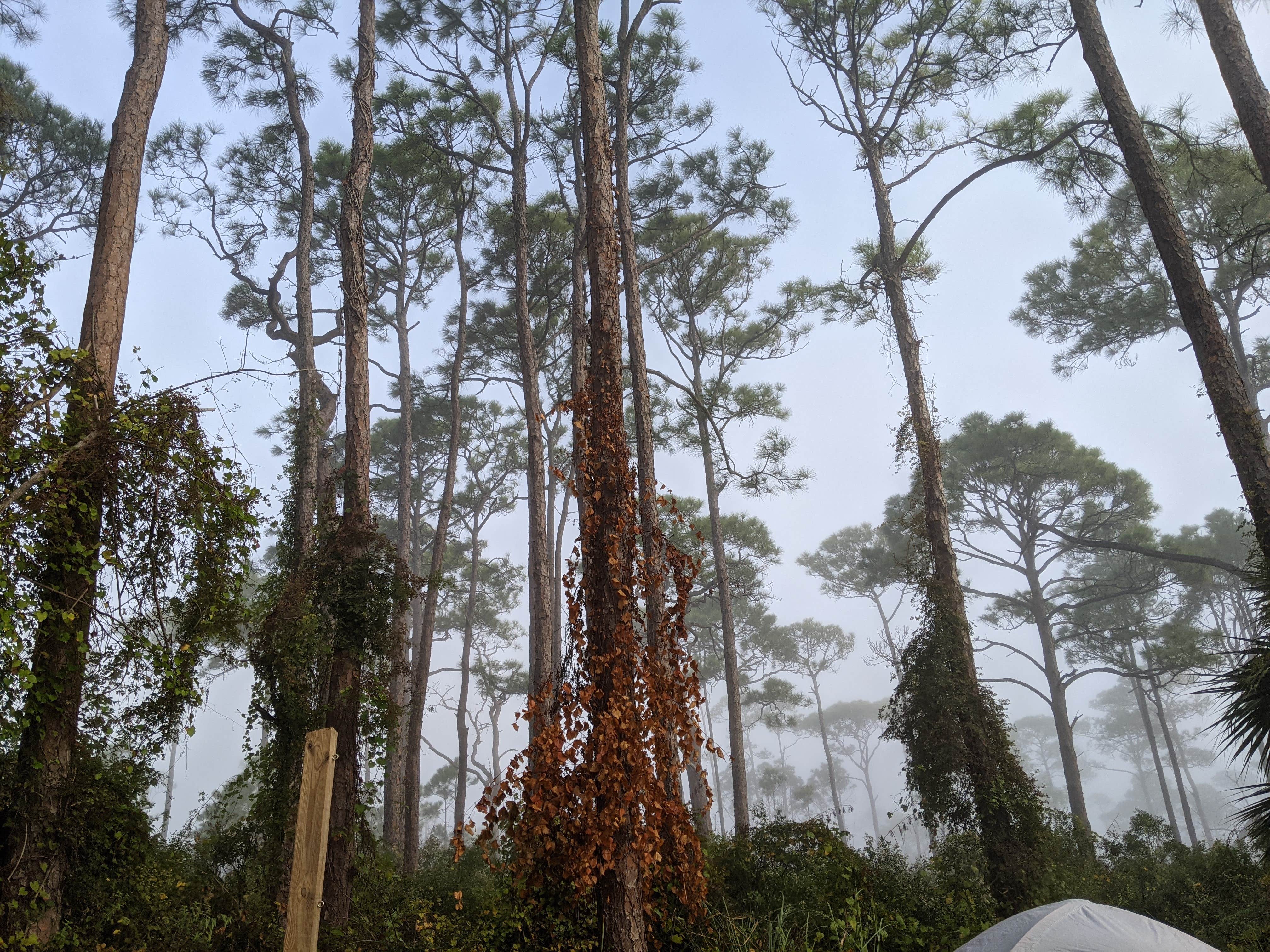 Leah's photo at Dr. Julian G. Bruce St. George Island State Park Campground near Mexico Beach, FL