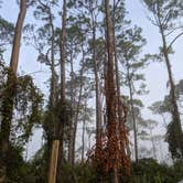 Review photo of Dr. Julian G. Bruce St. George Island State Park Campground by Leah , December 2, 2020