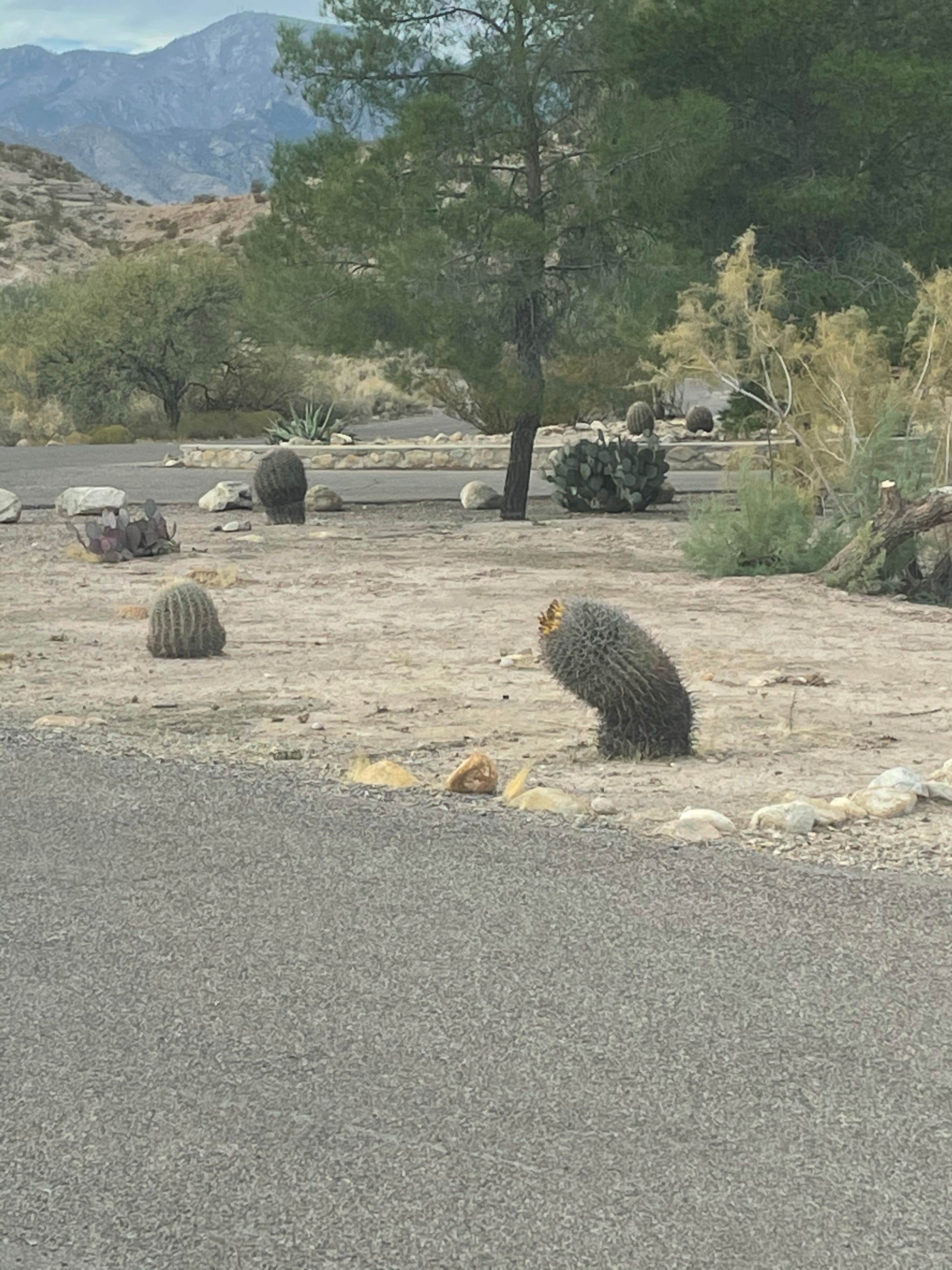 Camper-submitted photo at Cottonwood Campground — Roper Lake State Park near Safford, AZ
