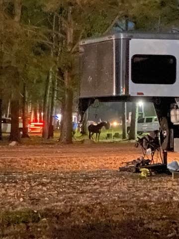 Wranglers Campground Camping | The Dyrt