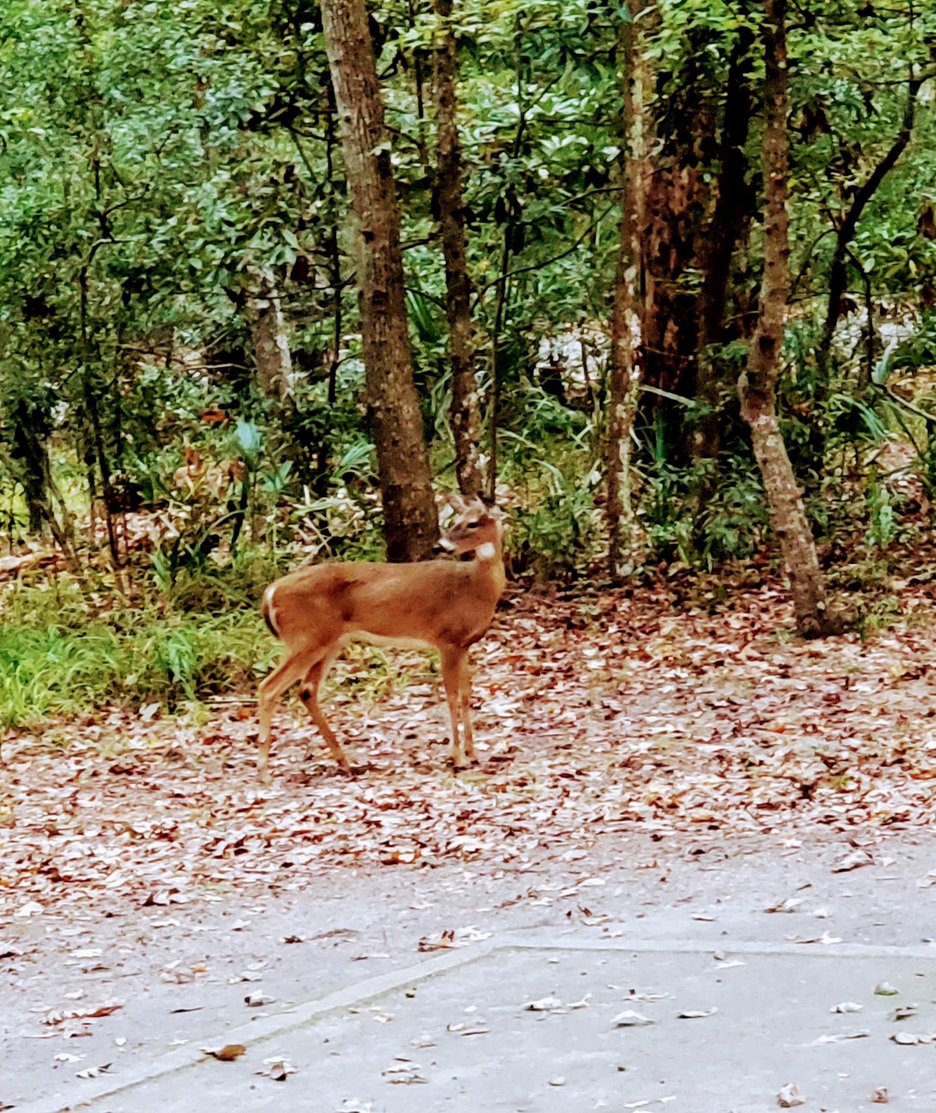 Camper-submitted photo at Skidaway Island State Park Campground in Georgia