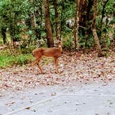 Review photo of Skidaway Island State Park Campground by JERRY A., December 4, 2020