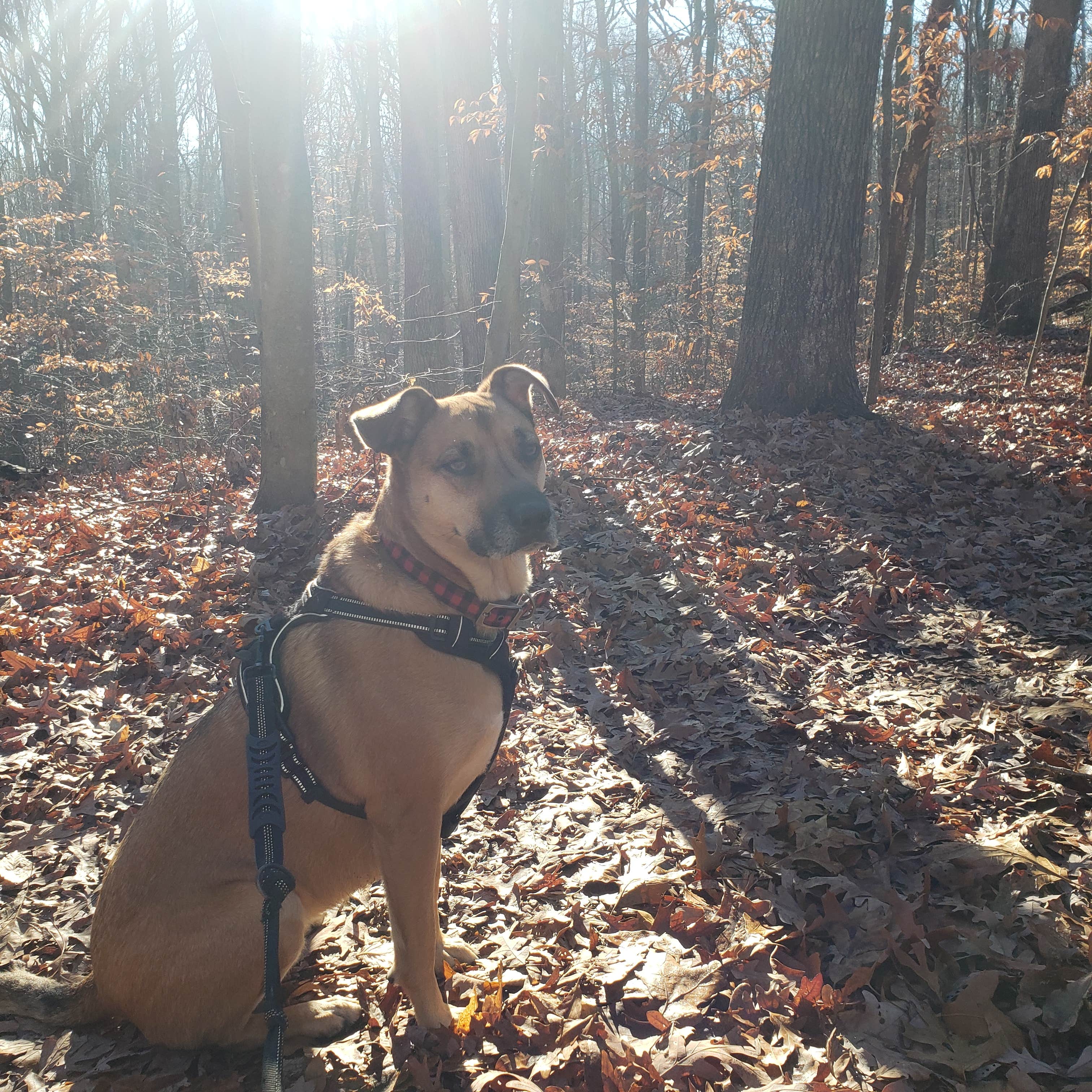 Camper submitted image from Blackwell Campground — Hoosier National Forest - 5