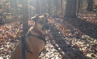 Kelly G.'s photo of camping with pets at Blackwell Campground — Hoosier National Forest near Vallonia, IN