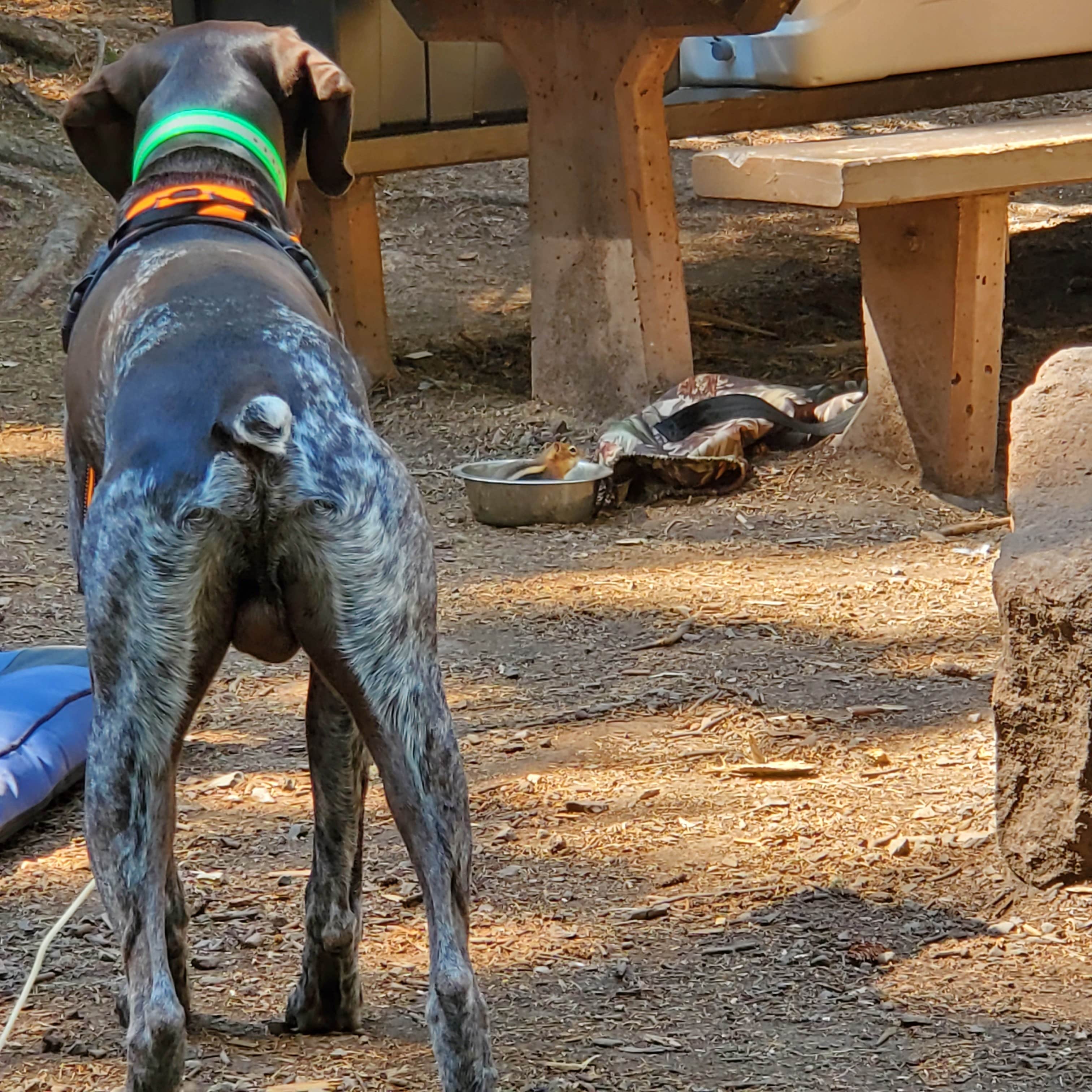 mark H.'s photo of camping with pets at Bear Lake Campground near Oak Creek, CO