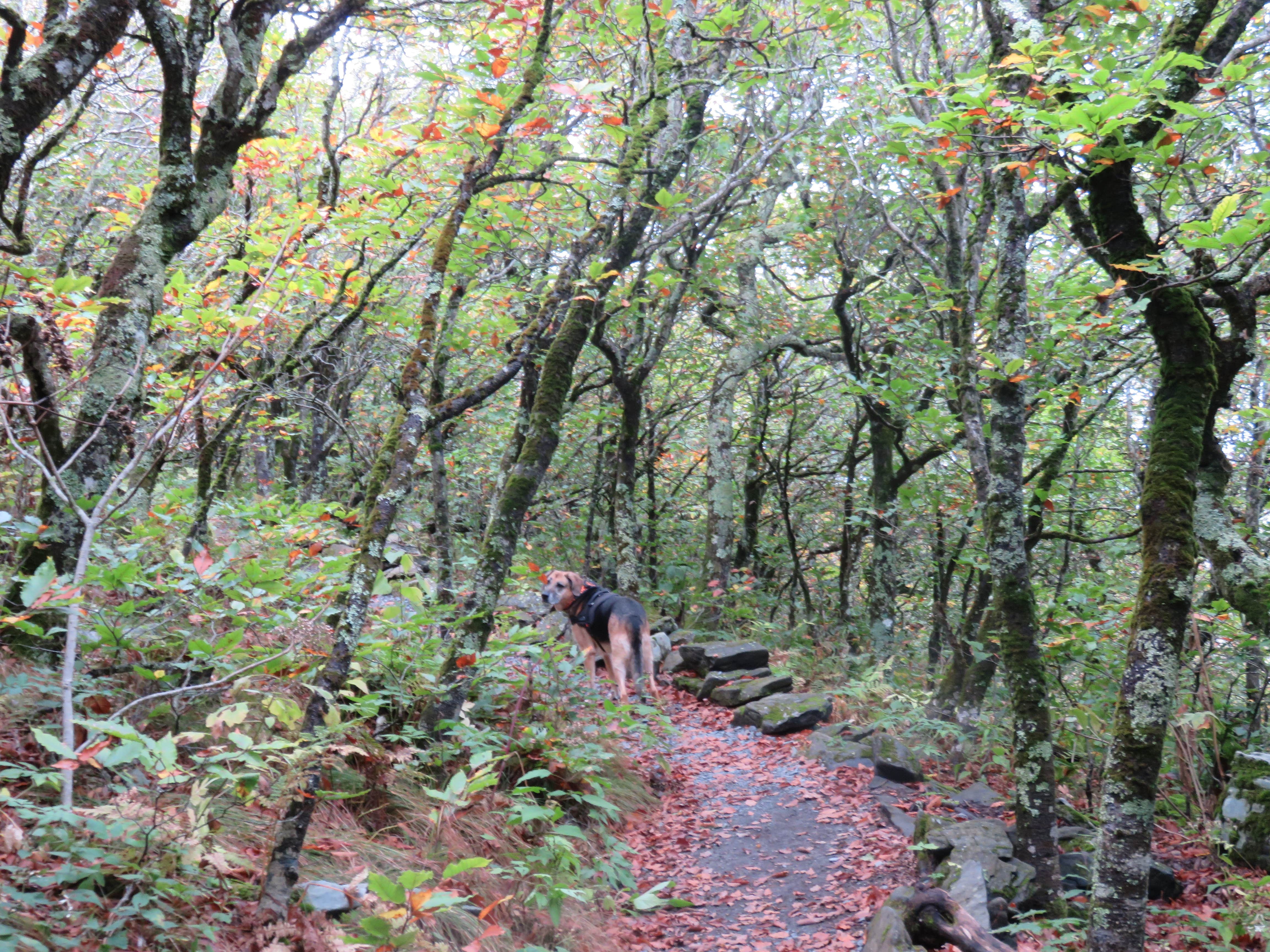 Camper submitted image from Elk Knob State Park Campground - 4