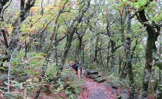 Jolie L.'s photo of camping with pets at Elk Knob State Park Campground near Vilas, NC