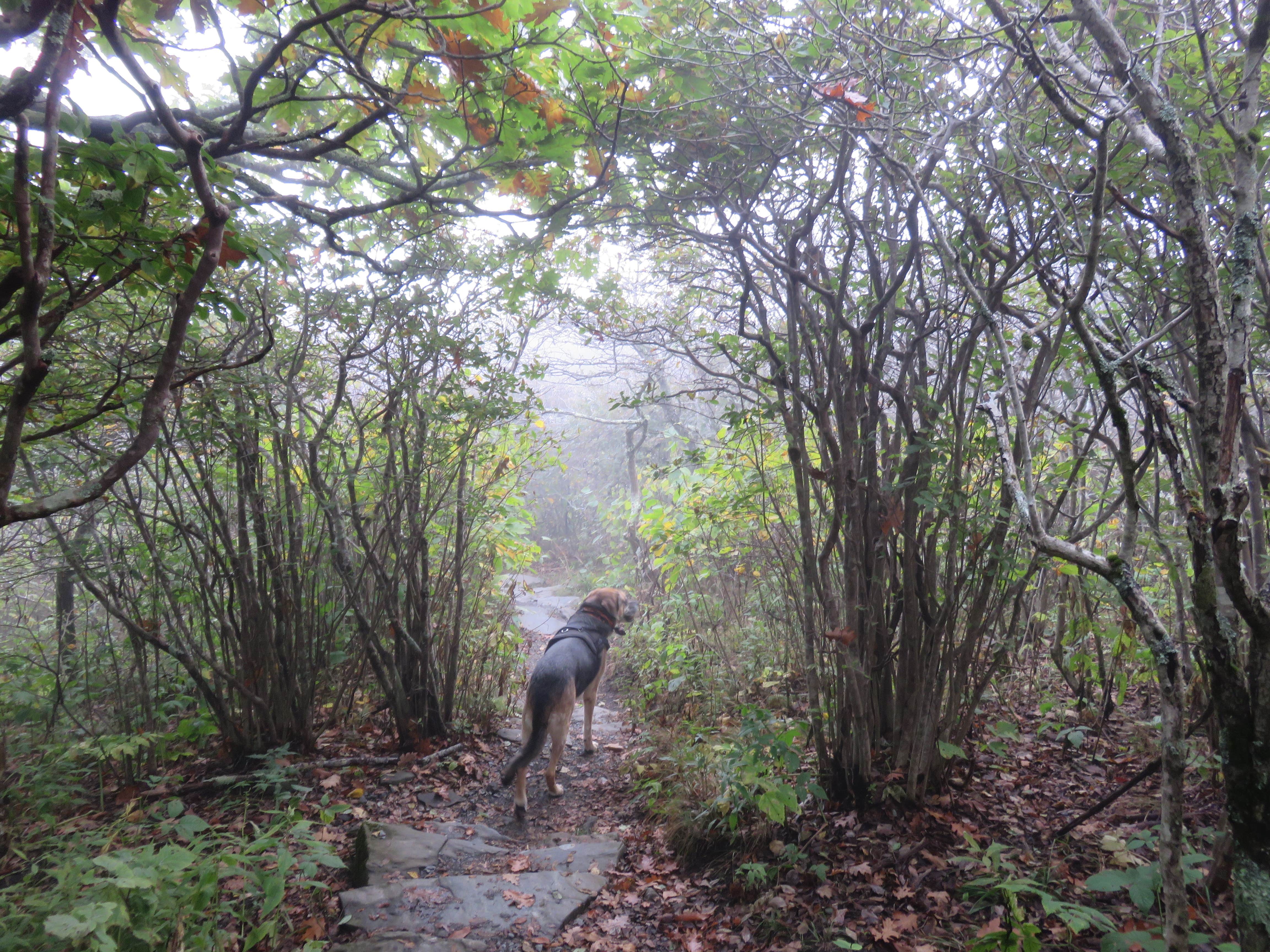 Jolie L.'s photo of camping with pets at Elk Knob State Park Campground near West Jefferson, NC