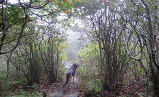 Jolie L.'s photo of camping with pets at Elk Knob State Park Campground near Jefferson, NC
