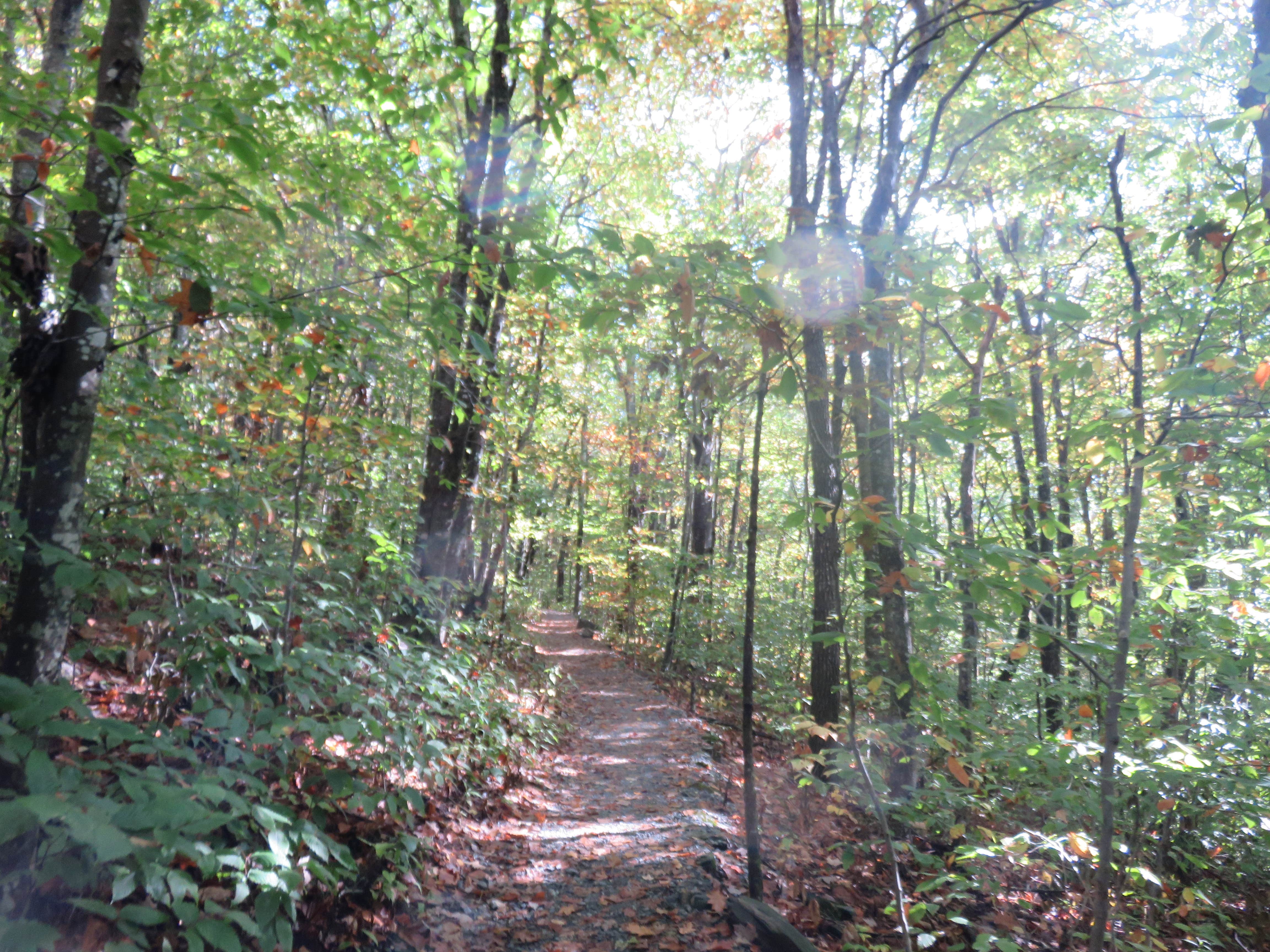 Camper submitted image from Elk Knob State Park Campground - 1