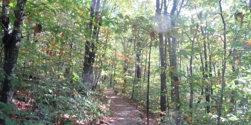 Camper submitted image from Elk Knob State Park Campground