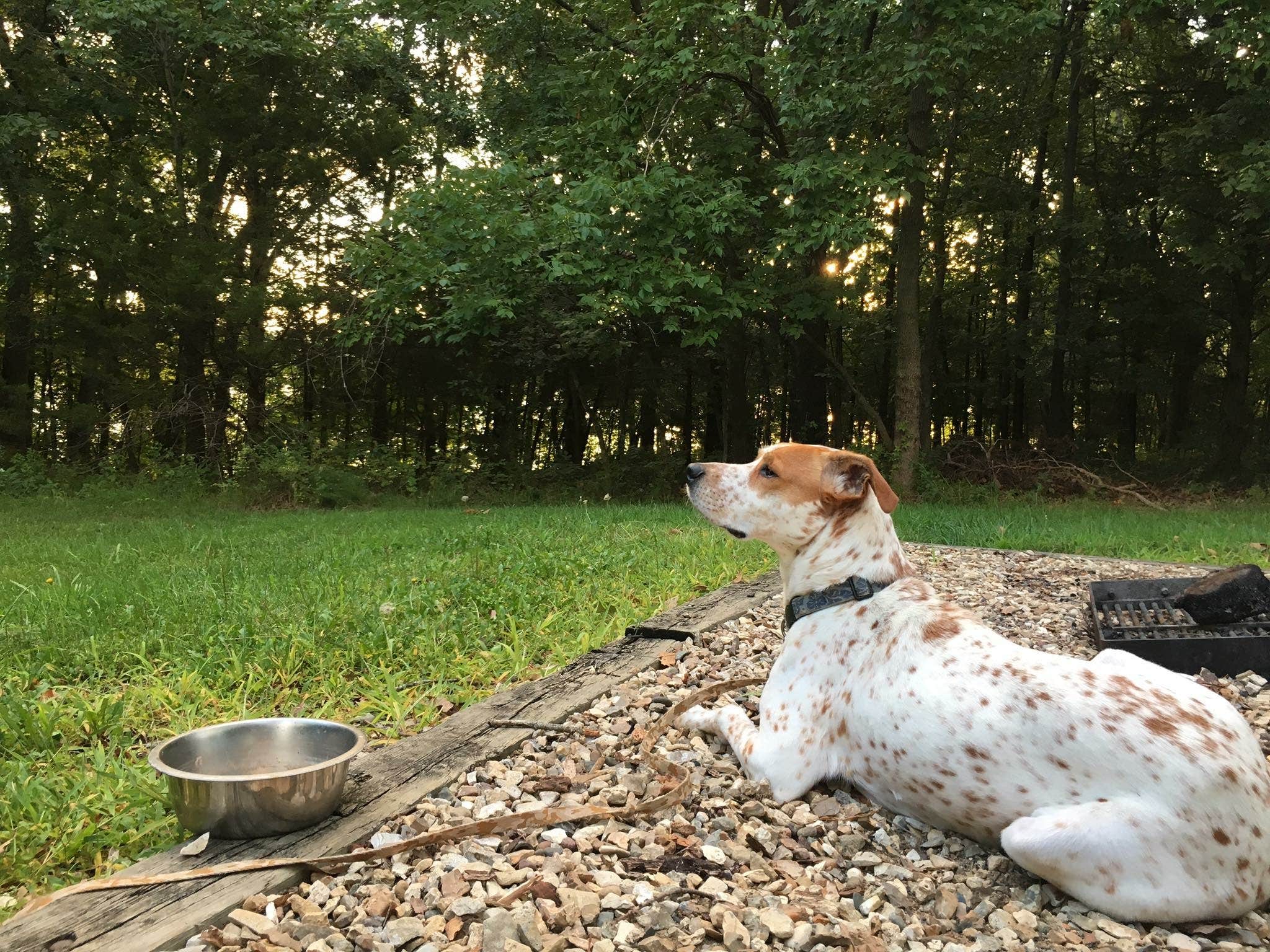 Camper-submitted photo at Ray Behrens Recreational near Mark Twain Lake
