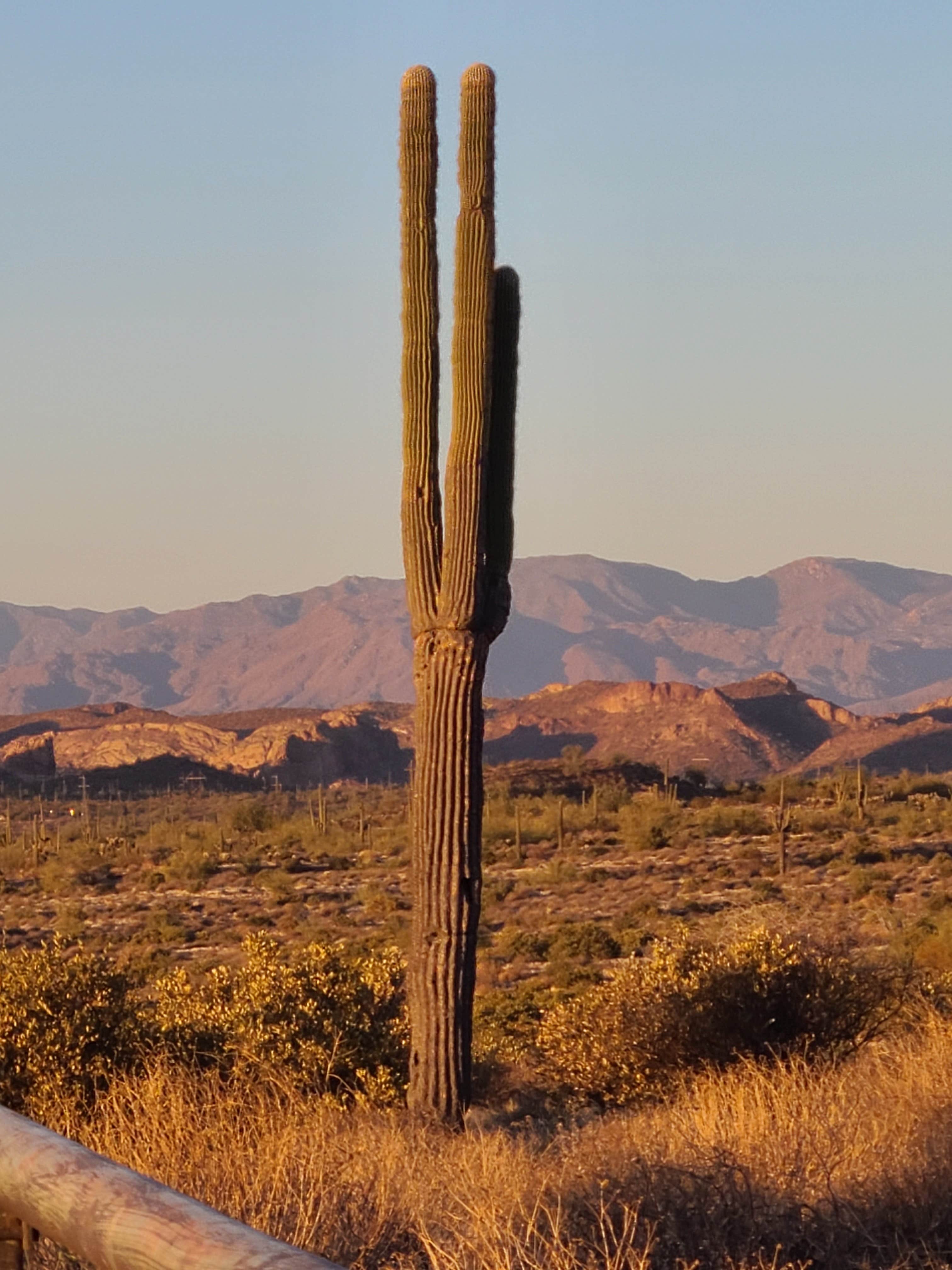 Lost Dutchman State Park Campground