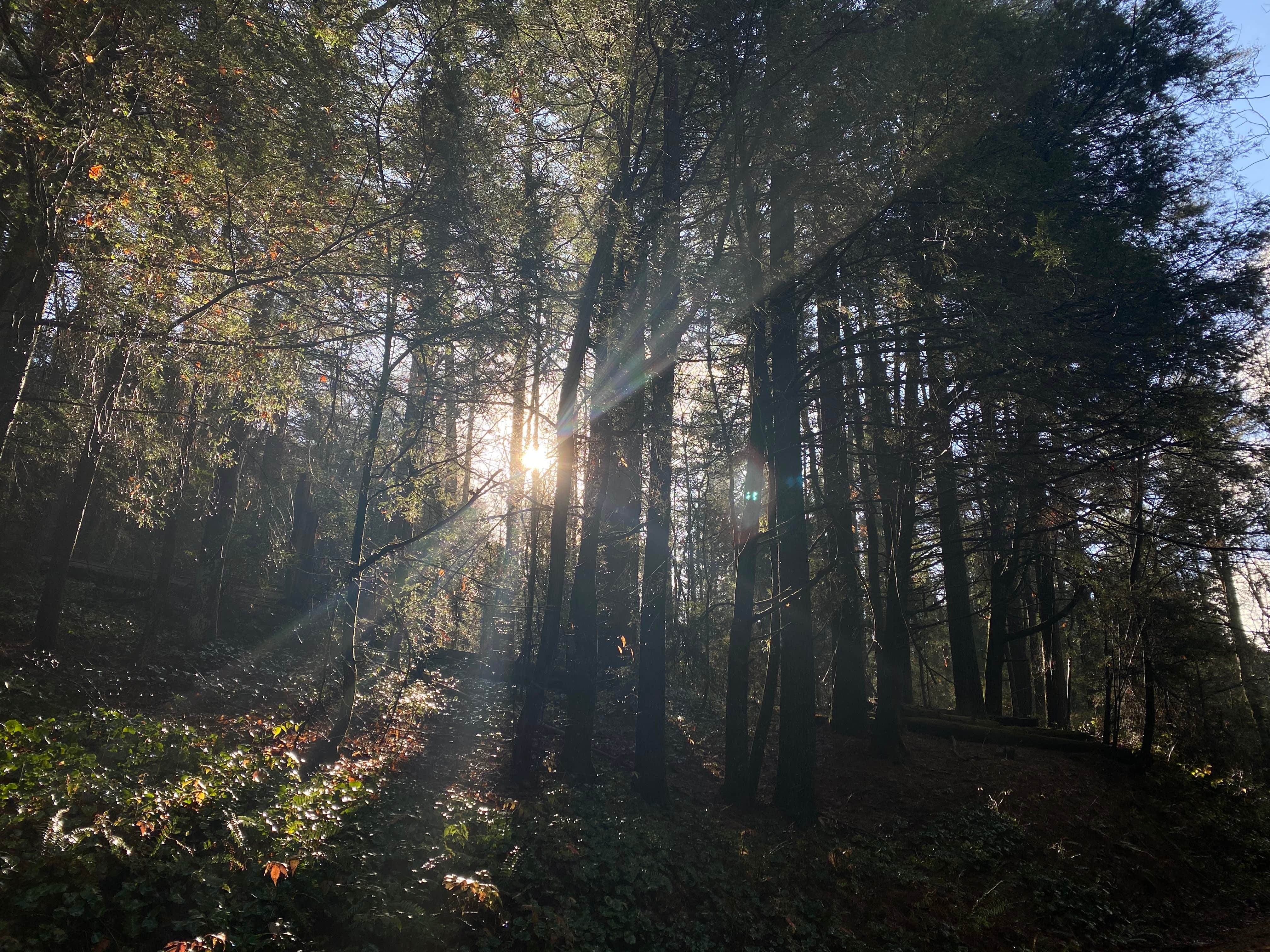 Camper-submitted photo at Three Forks Campground near Ellijay, GA
