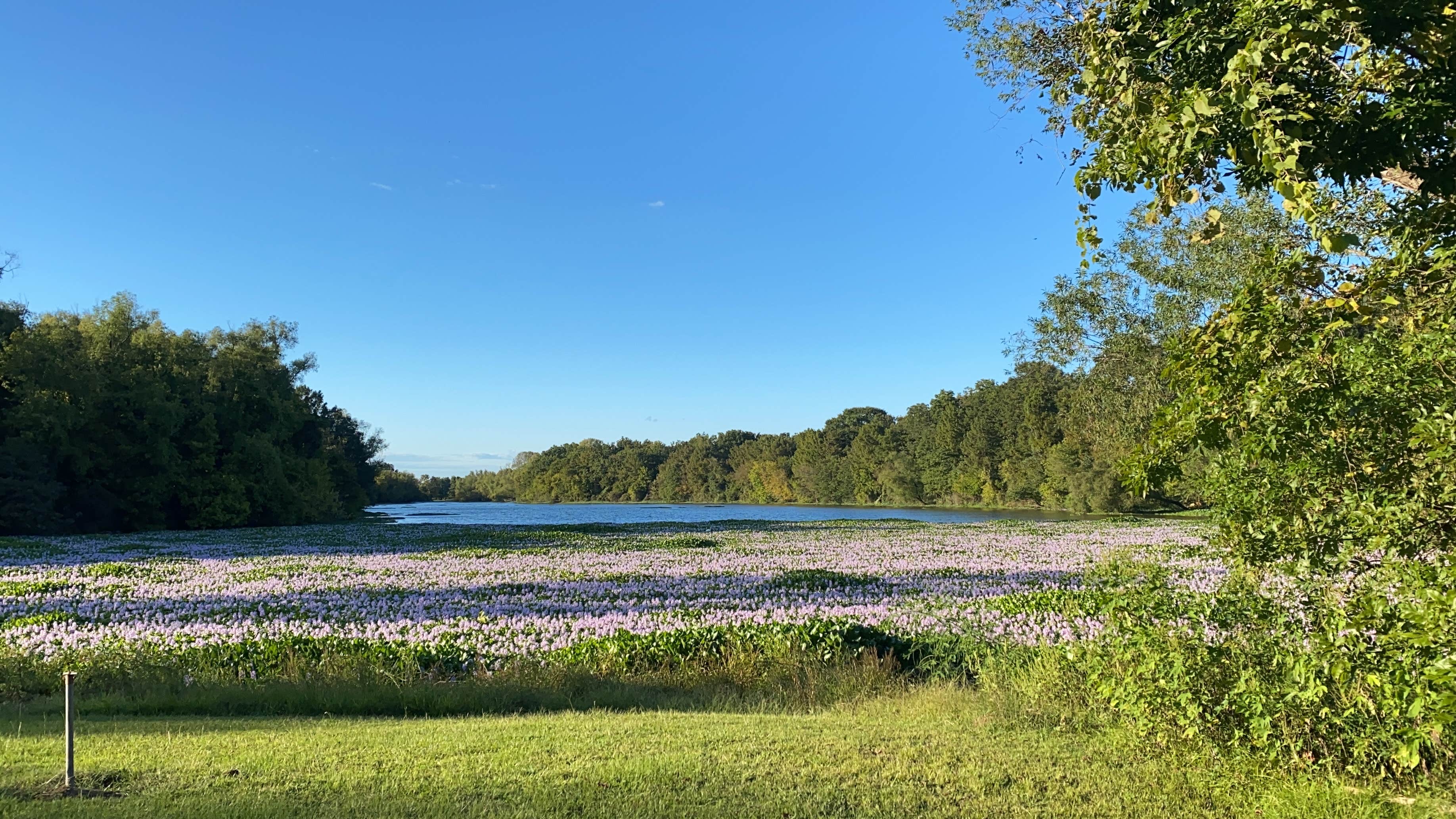 Camper-submitted photo at Willow Beach near Hensley, AR